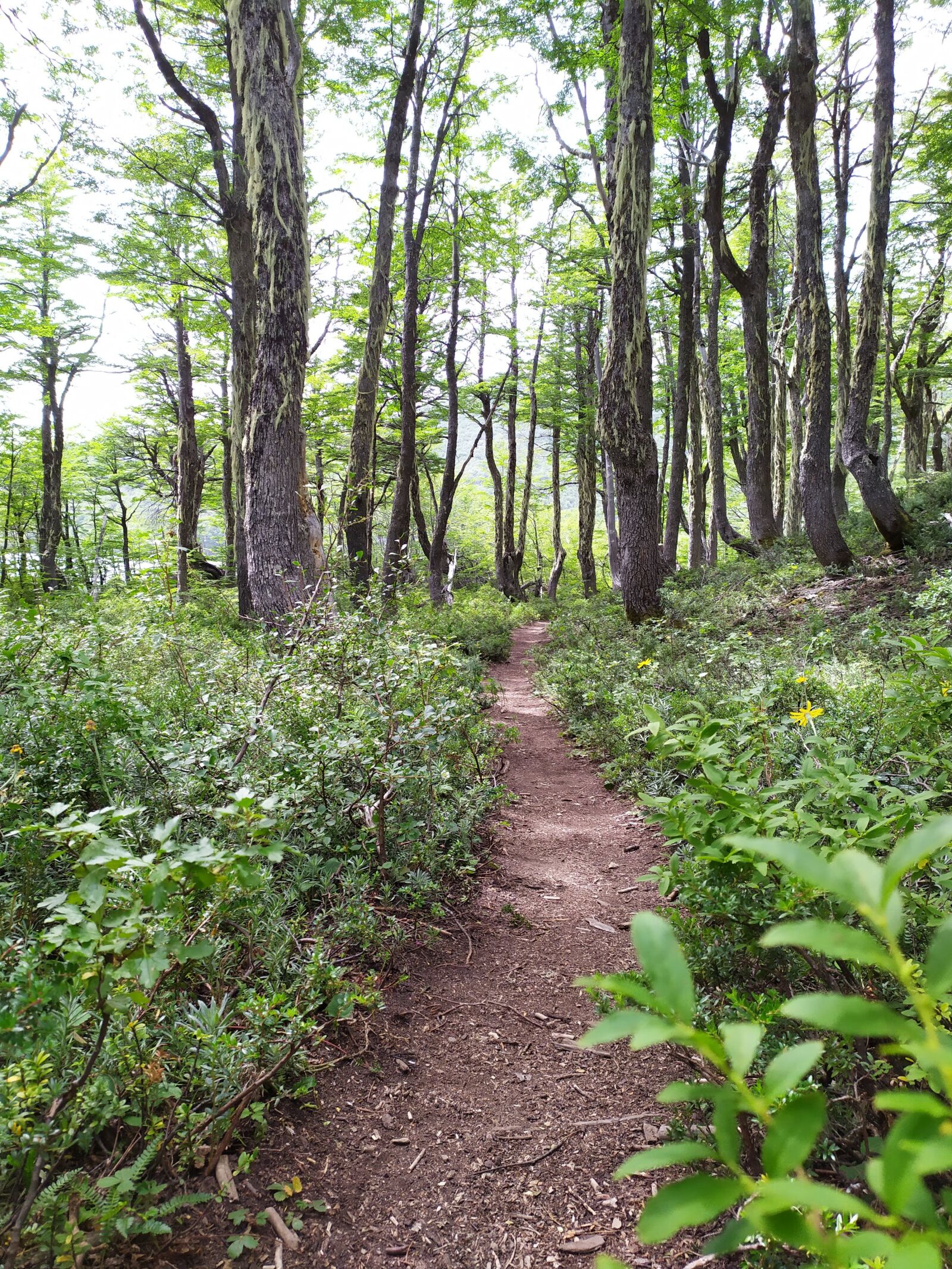 Xiaomi Redmi Note 7 sample photo. Path, forests, trees photography