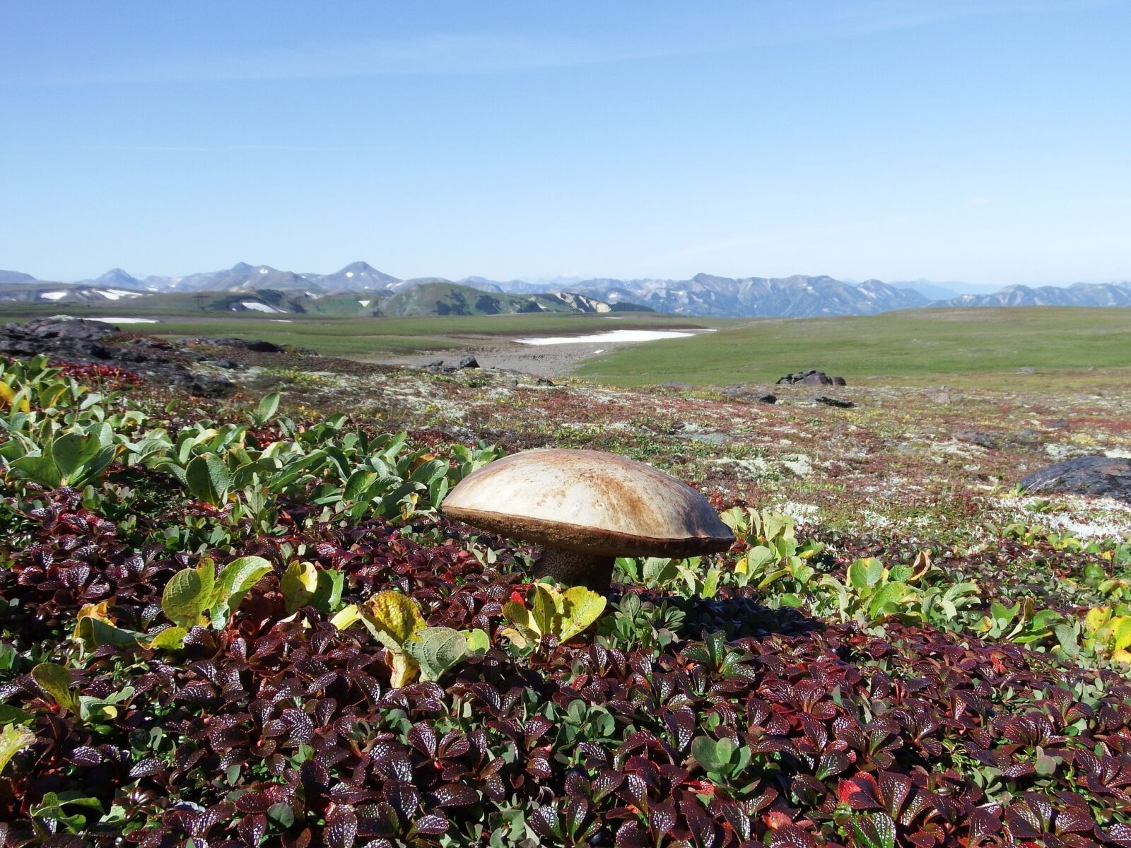 Fujifilm FinePix S1 sample photo. Mountain tundra, mushrooms, autumn photography