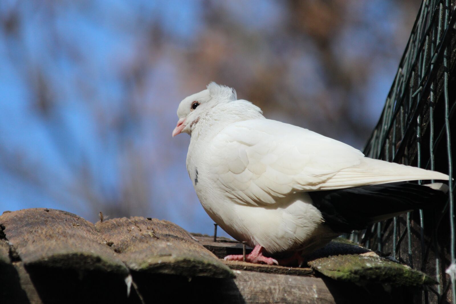 Canon EOS 650D (EOS Rebel T4i / EOS Kiss X6i) sample photo. Dove, white bird, nature photography