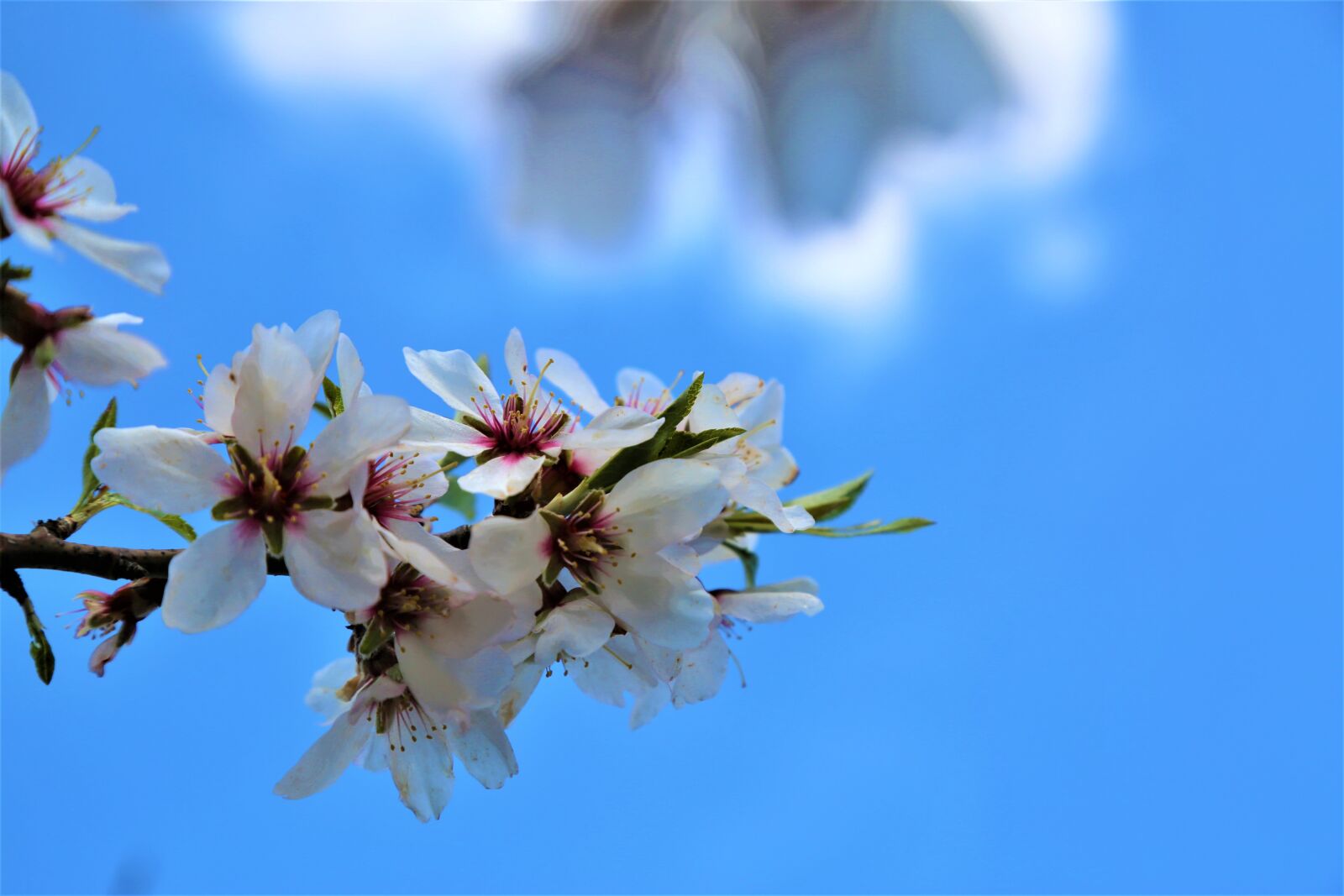 Canon EF 24-105mm F4L IS USM sample photo. Flower, plant, nature photography