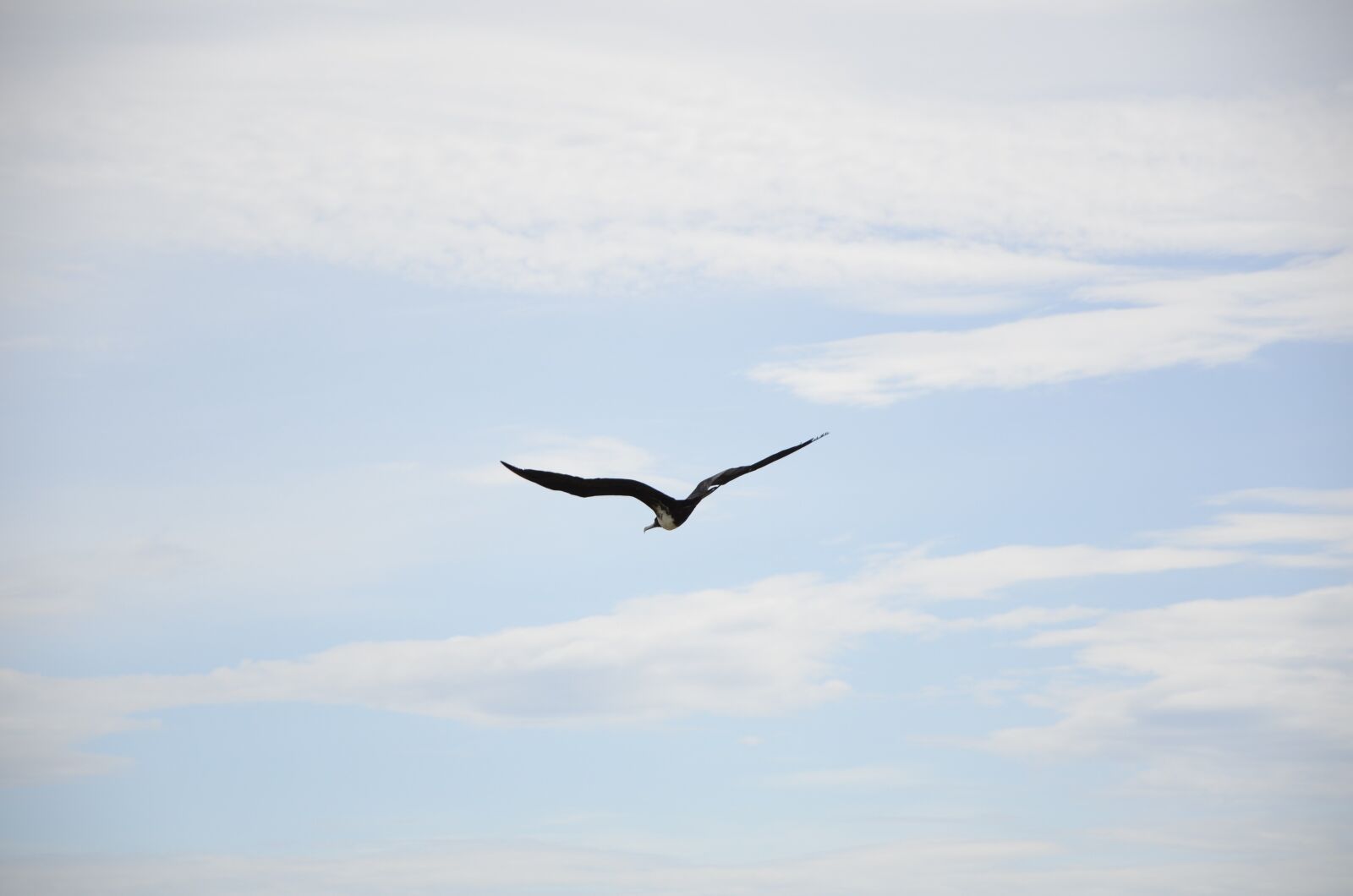 Nikon D7000 sample photo. Bird, sky, seagull photography