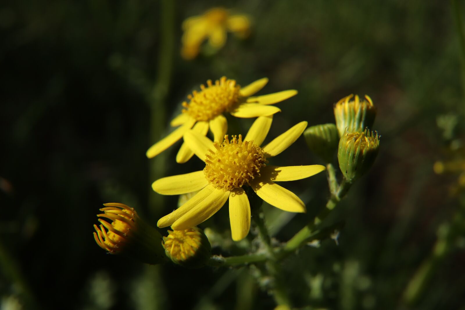 Canon EOS 800D (EOS Rebel T7i / EOS Kiss X9i) sample photo. Yellow flowers, flowers, yellow photography