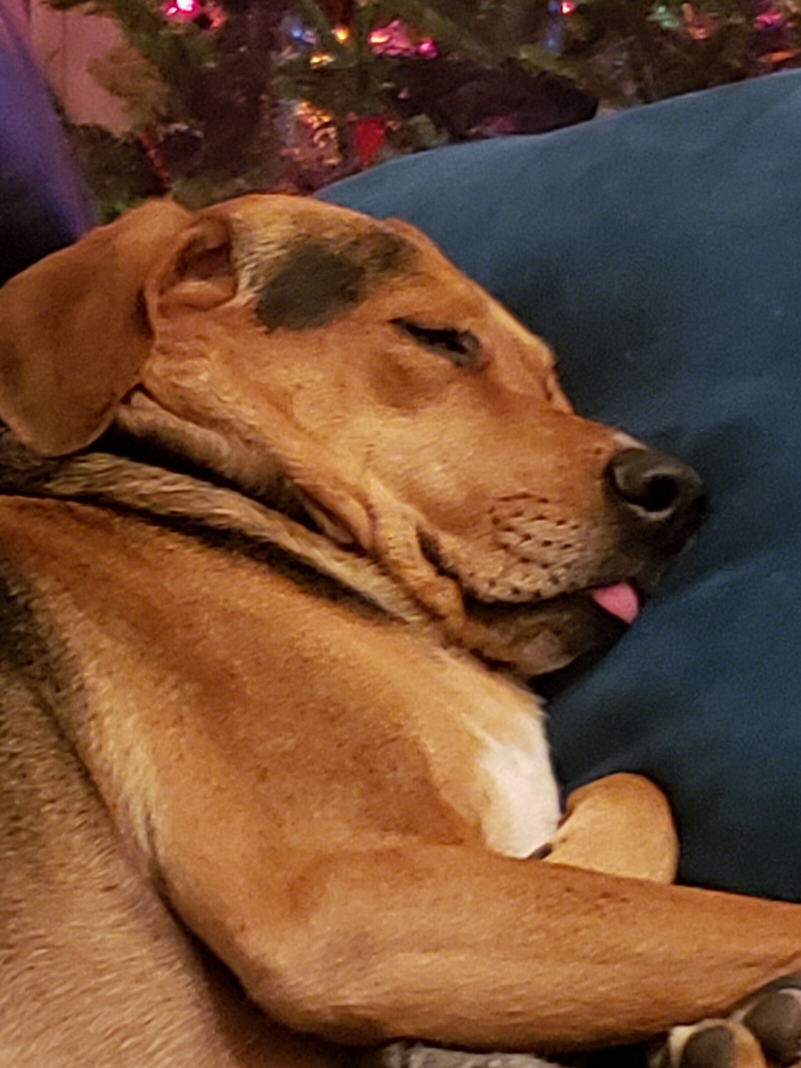 Samsung Galaxy Note9 sample photo. Dog, sleep, tongue photography