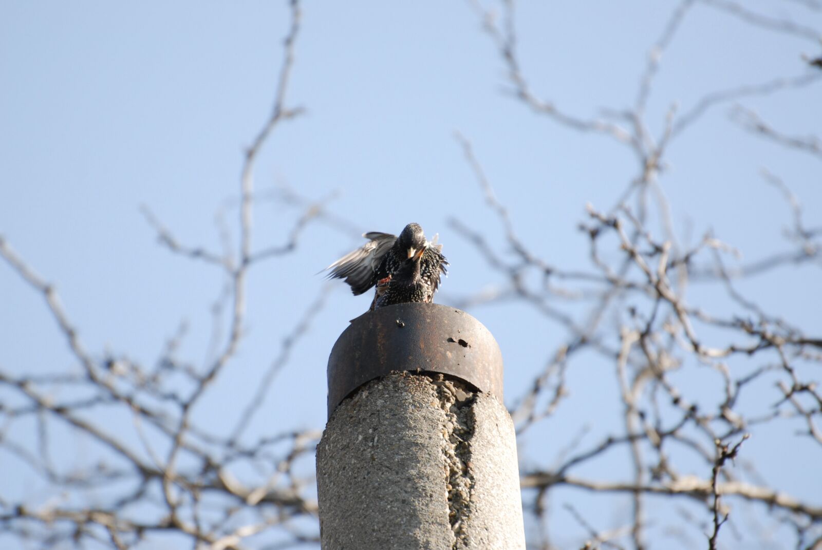 Nikon D200 sample photo. Birds, spring, springtime photography