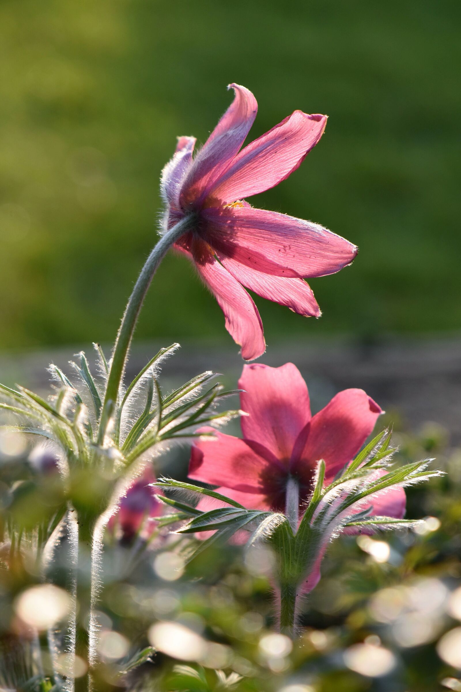 Nikon D5600 sample photo. Flower, blossom, bloom photography