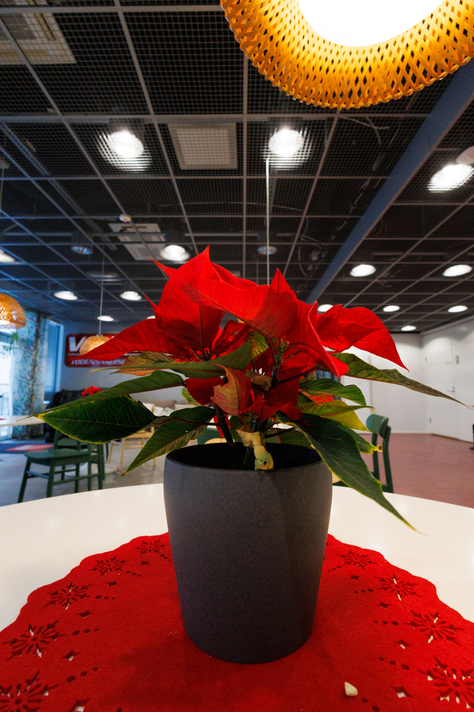 Canon RF 10-20mm F4 L IS STM sample photo. Poinsettia morning photography