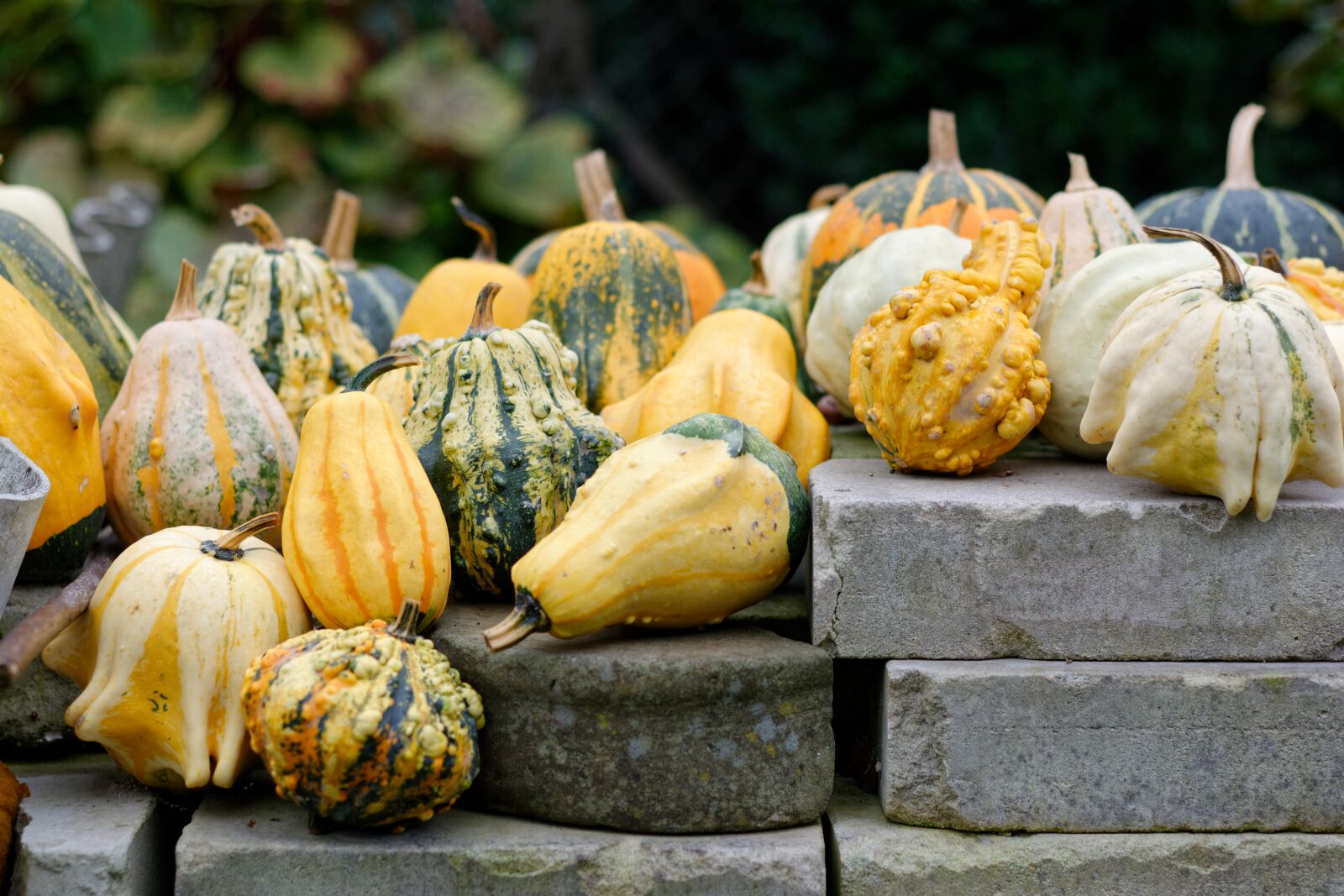 Nikon D5200 sample photo. Pumpkins, pumpkin, ornamental pumpkins photography