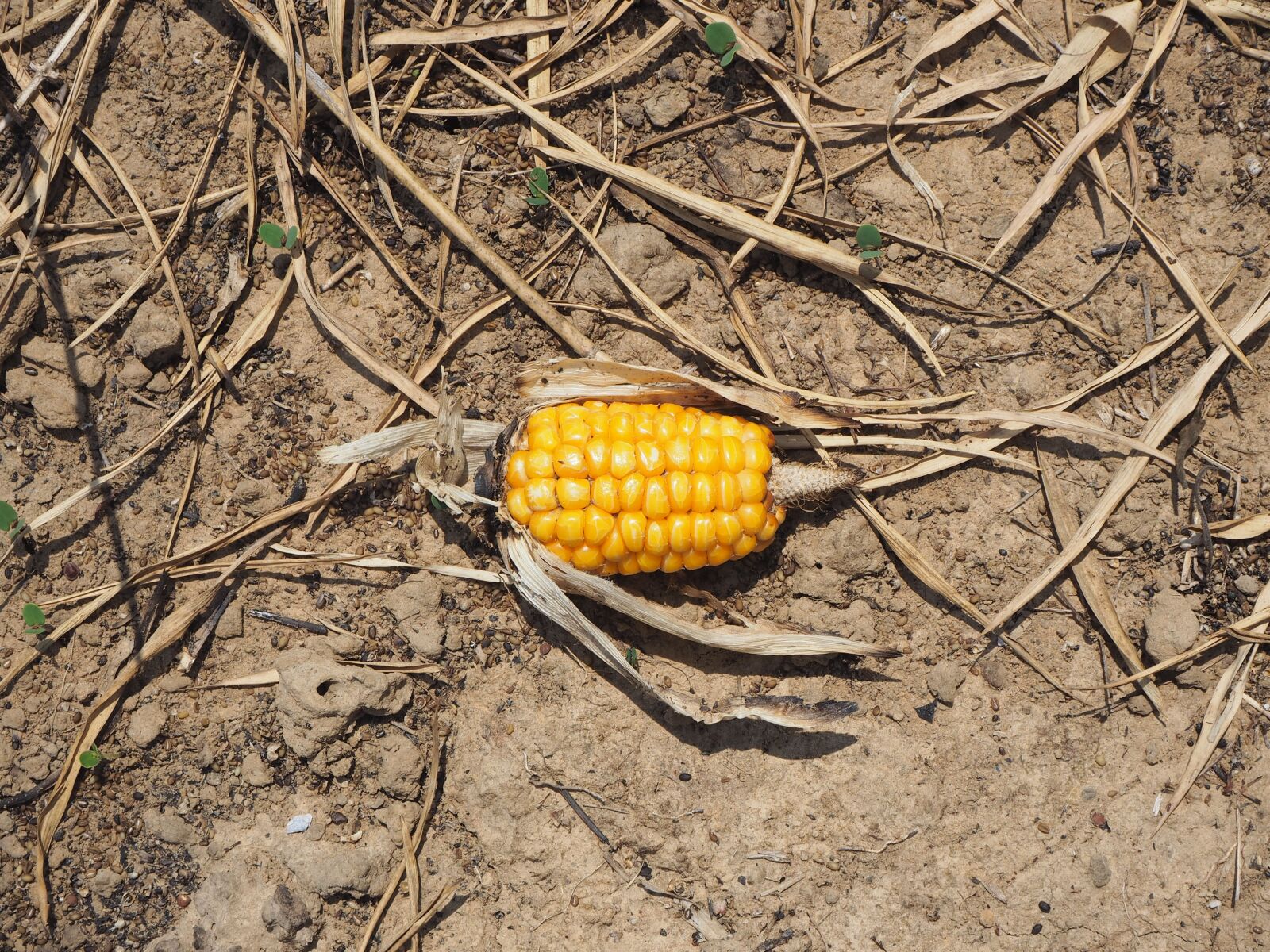 Olympus OM-D E-M10 sample photo. Corn, arid, soil photography