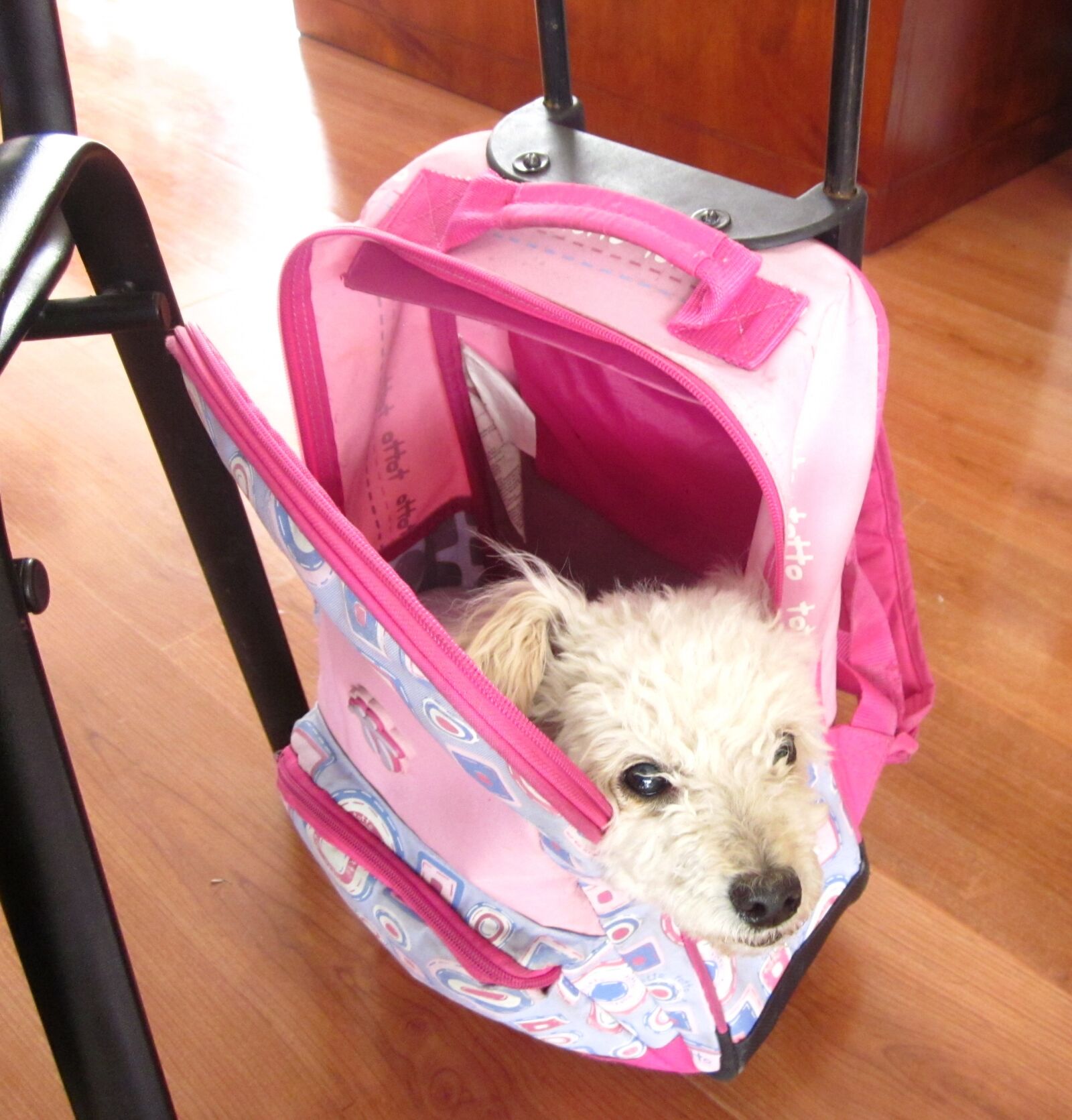 Canon PowerShot SD1300 IS (IXUS 105 / IXY 200F) sample photo. Dogs, suitcase, traveller photography
