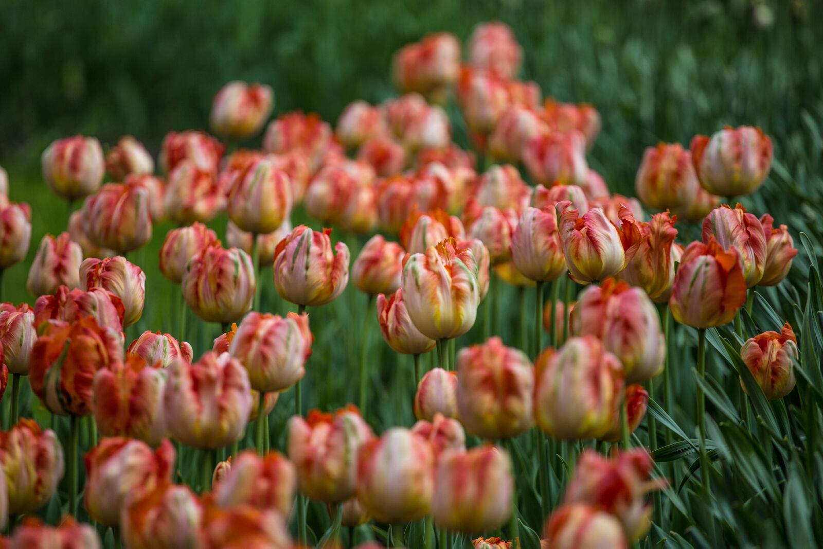 Canon EOS 6D + Canon EF 70-200mm F4L USM sample photo. Flowers, tulips, festival photography