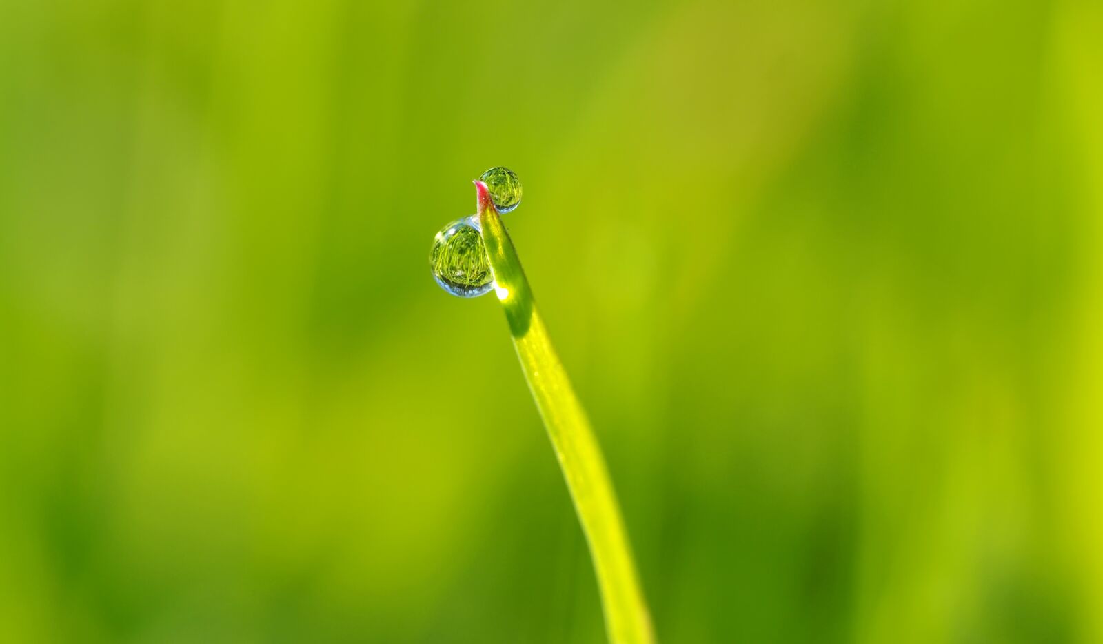 Olympus M.Zuiko Digital ED 60mm F2.8 Macro sample photo. Grass, drip, raindrop photography