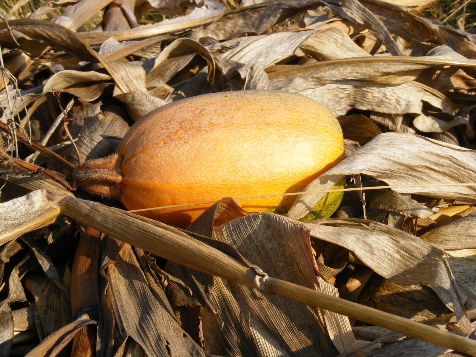 Fujifilm FinePix S5700 S700 sample photo. Corn, dried, fall photography