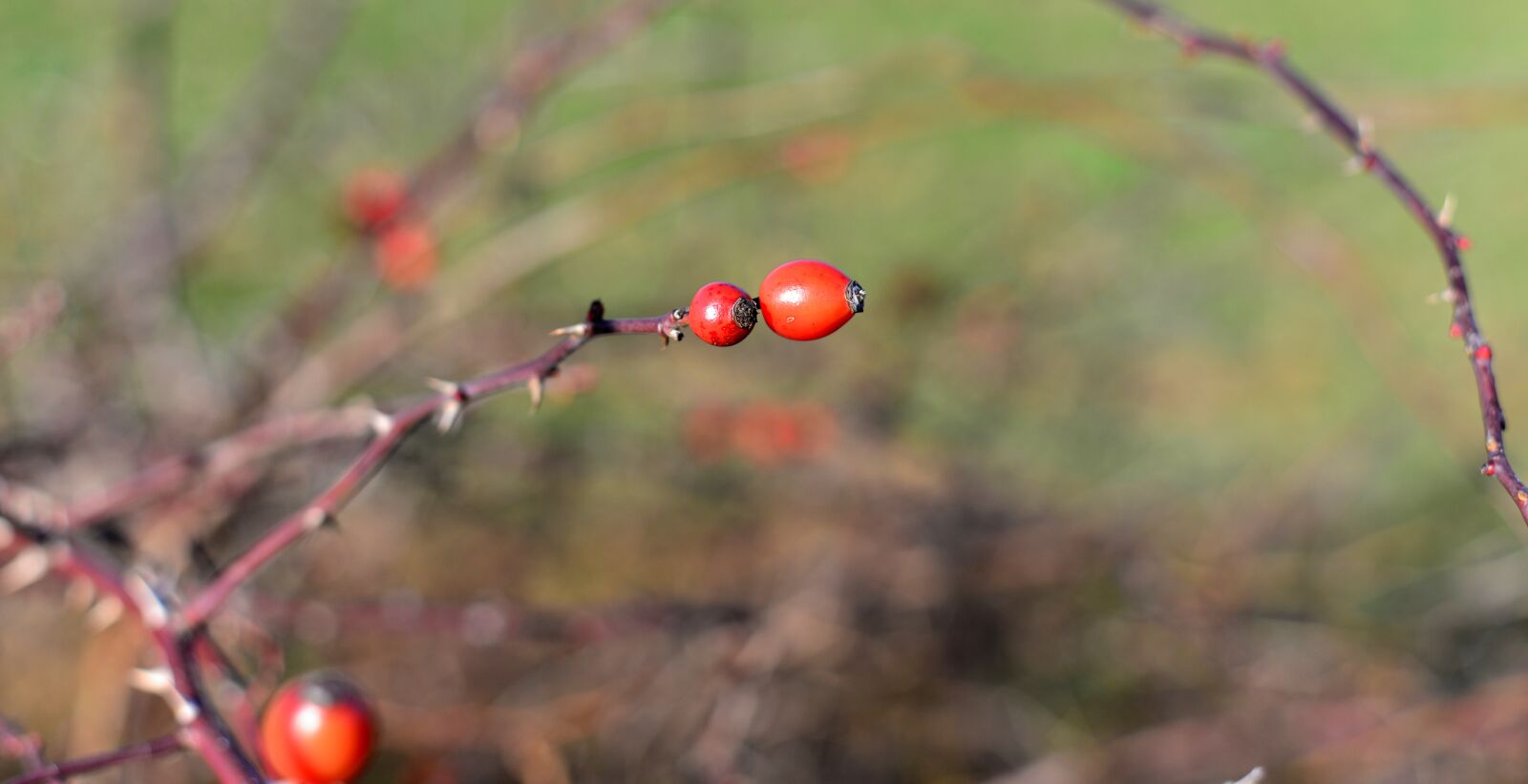 Nikon D610 sample photo. Rose hip, bush, roses photography