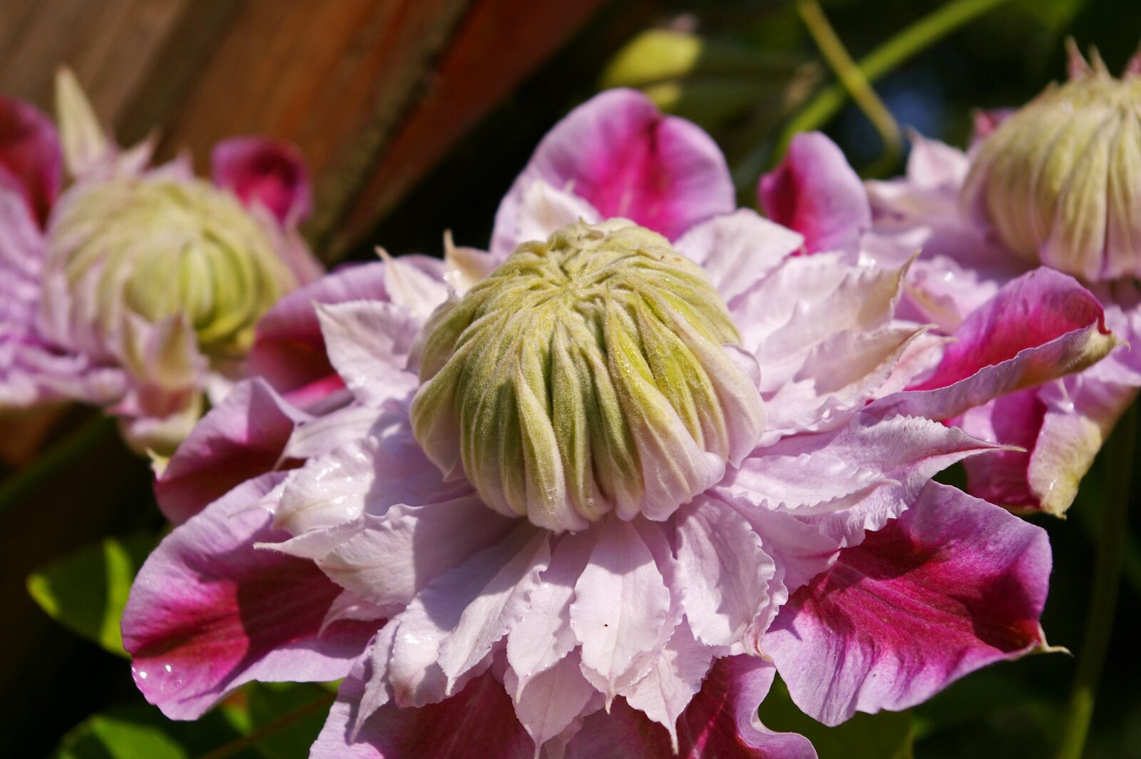 Pentax *ist DL2 sample photo. Clematis, bloom, flower photography