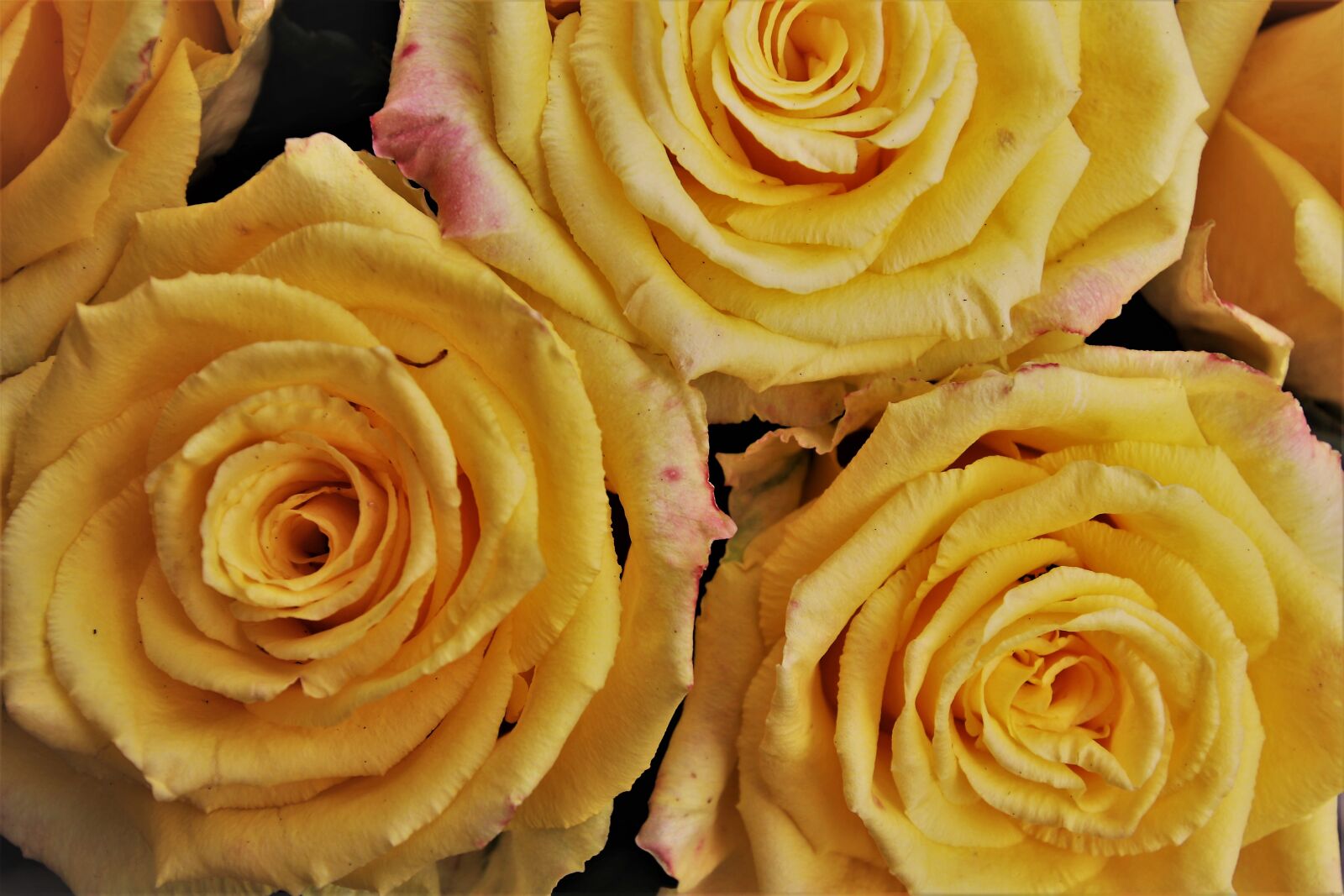 Canon EOS 80D sample photo. Yellow, roses, rose photography