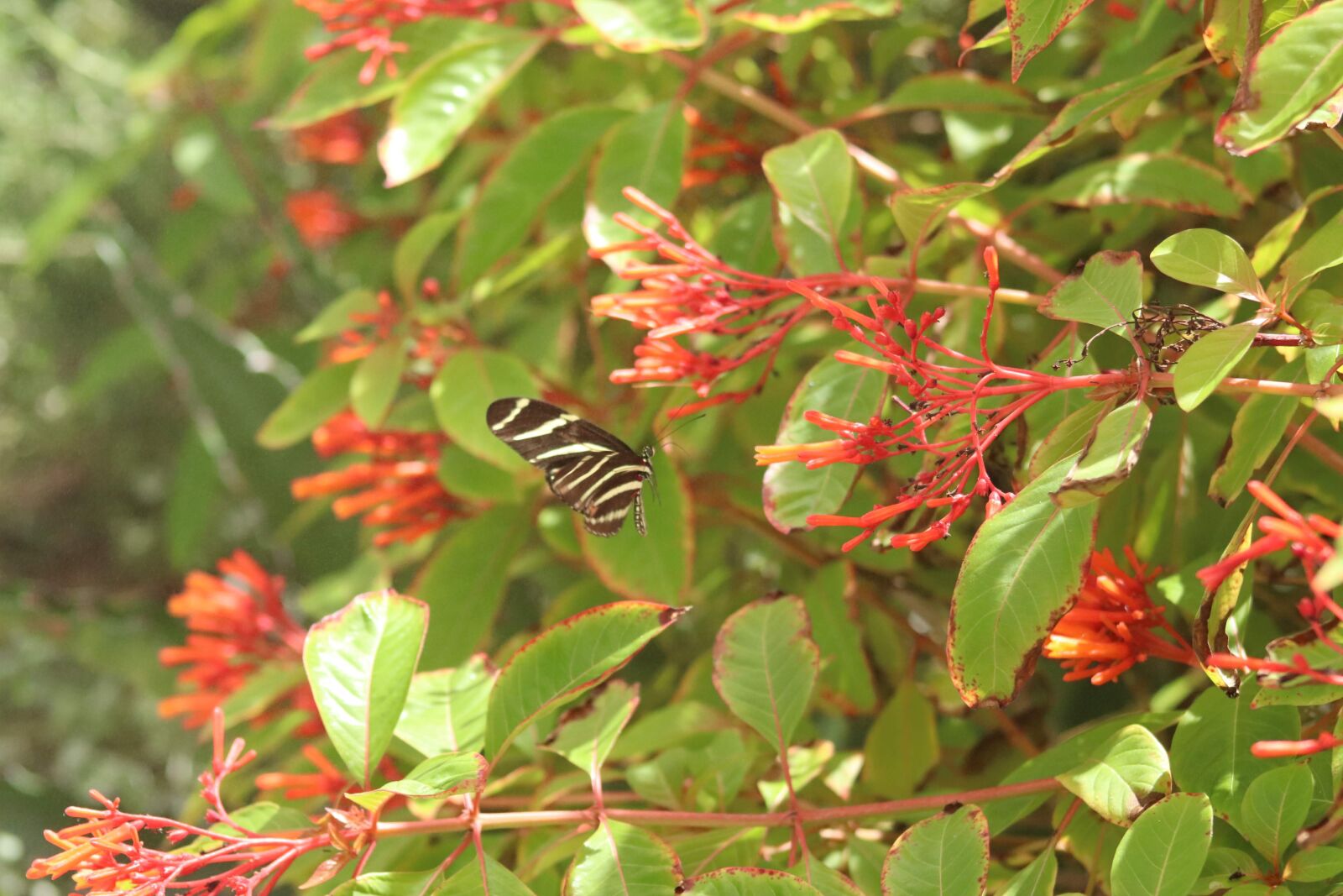 Canon EOS 200D (EOS Rebel SL2 / EOS Kiss X9) sample photo. Butterfly, plant, nature photography