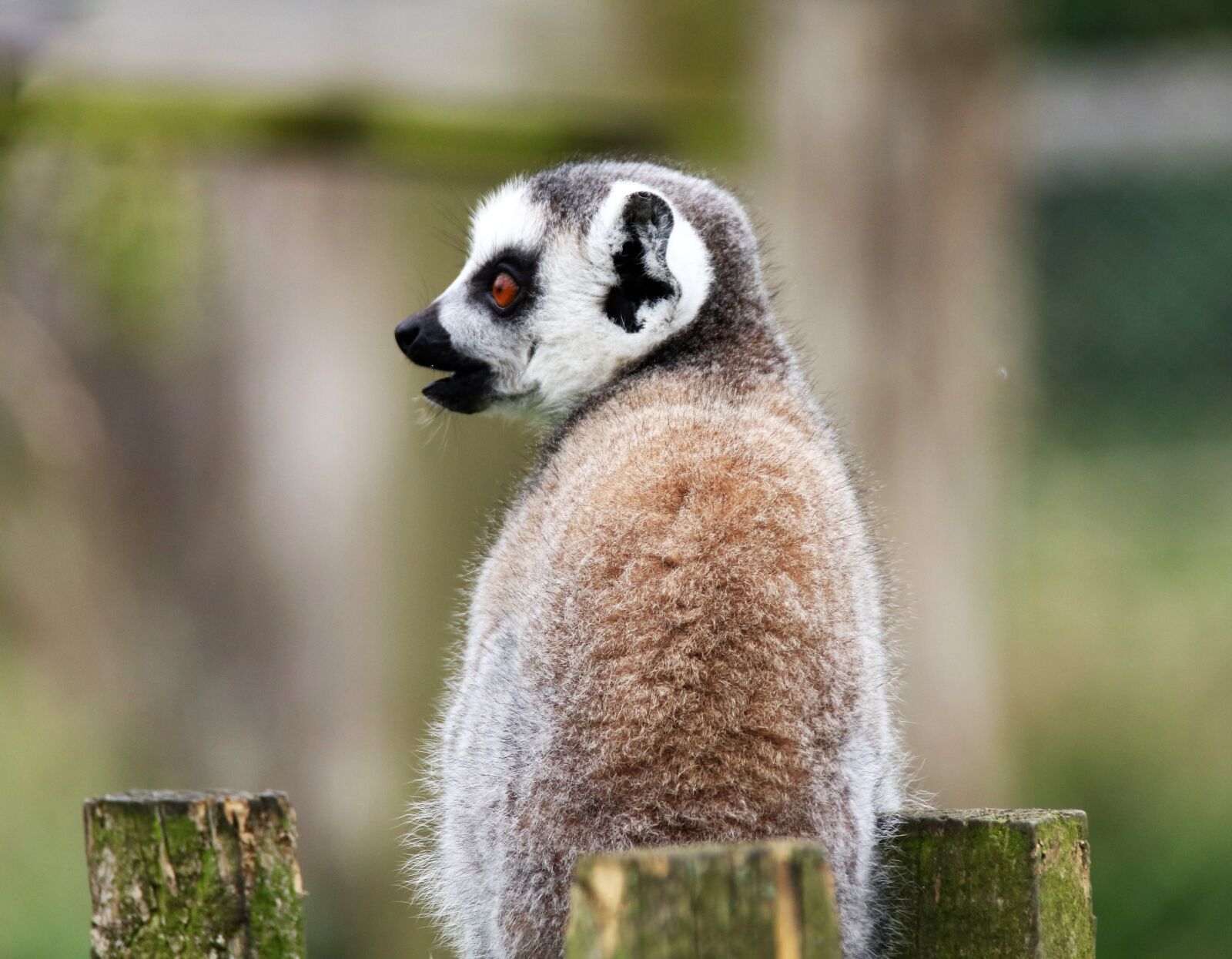 Canon EOS 760D (EOS Rebel T6s / EOS 8000D) sample photo. Lemur, monkey, madagascar photography