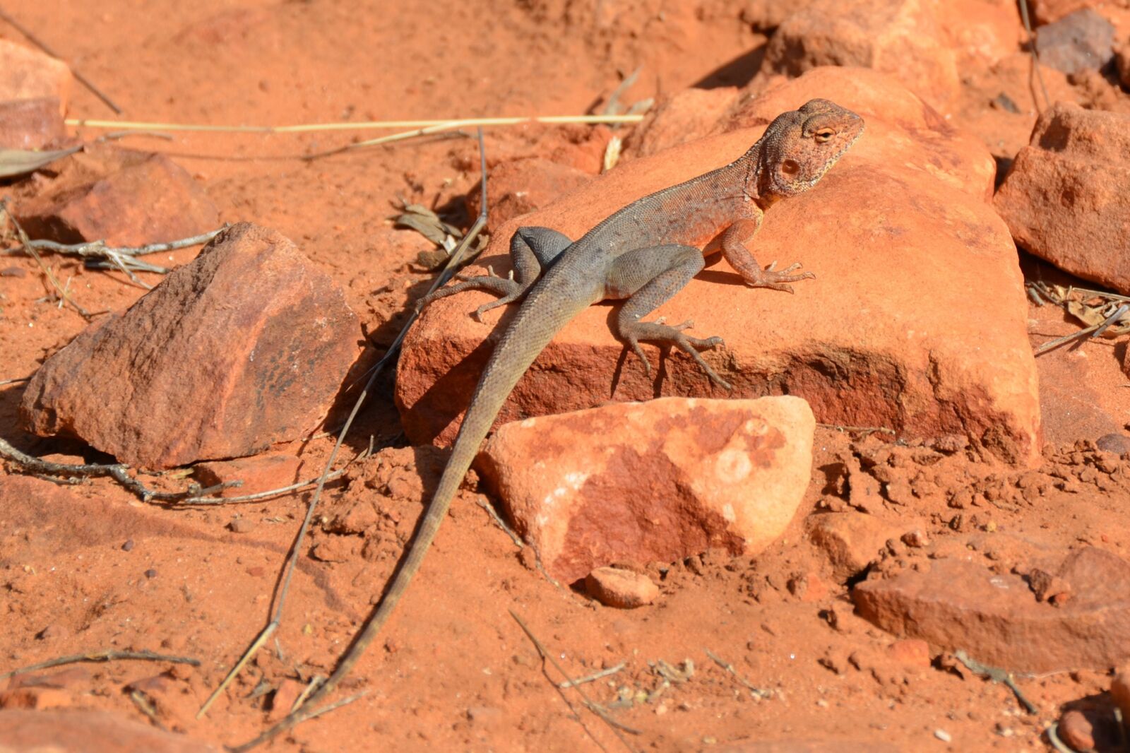 Nikon D5100 sample photo. Ring-tailed dragon, dragon, lizard photography