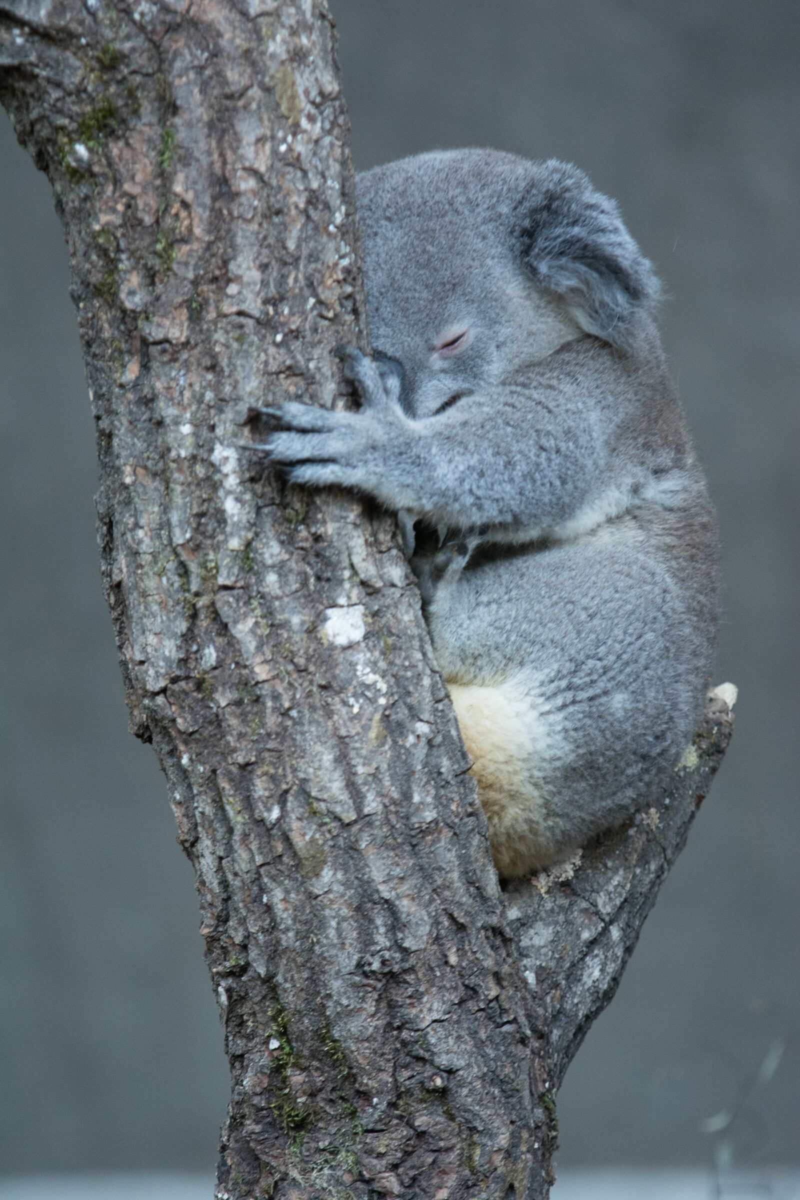 Nikon D7100 sample photo. Koala, zoo, australia photography