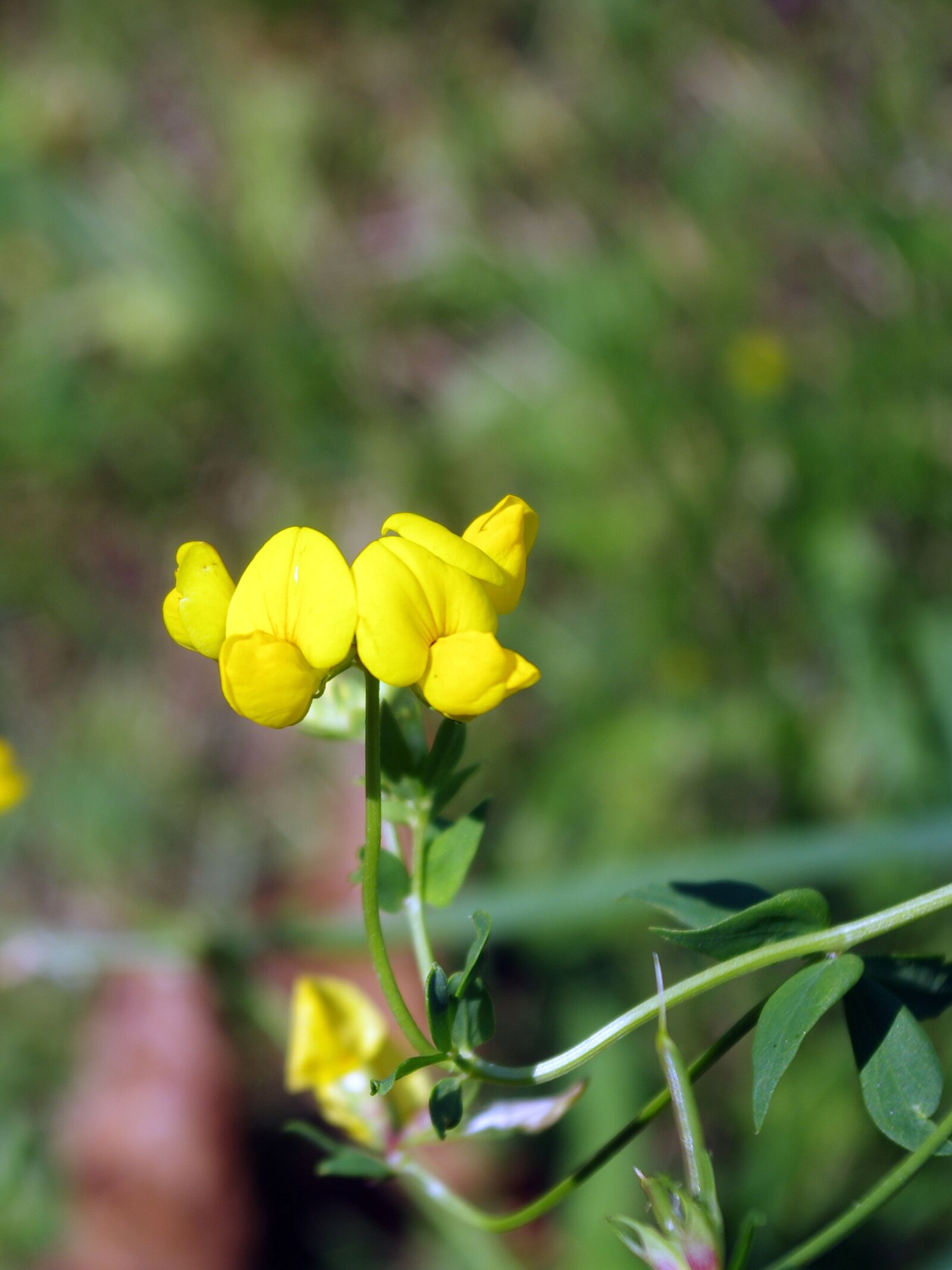 Pentax K-5 sample photo. Fenugreek, wild flower, trigonella photography