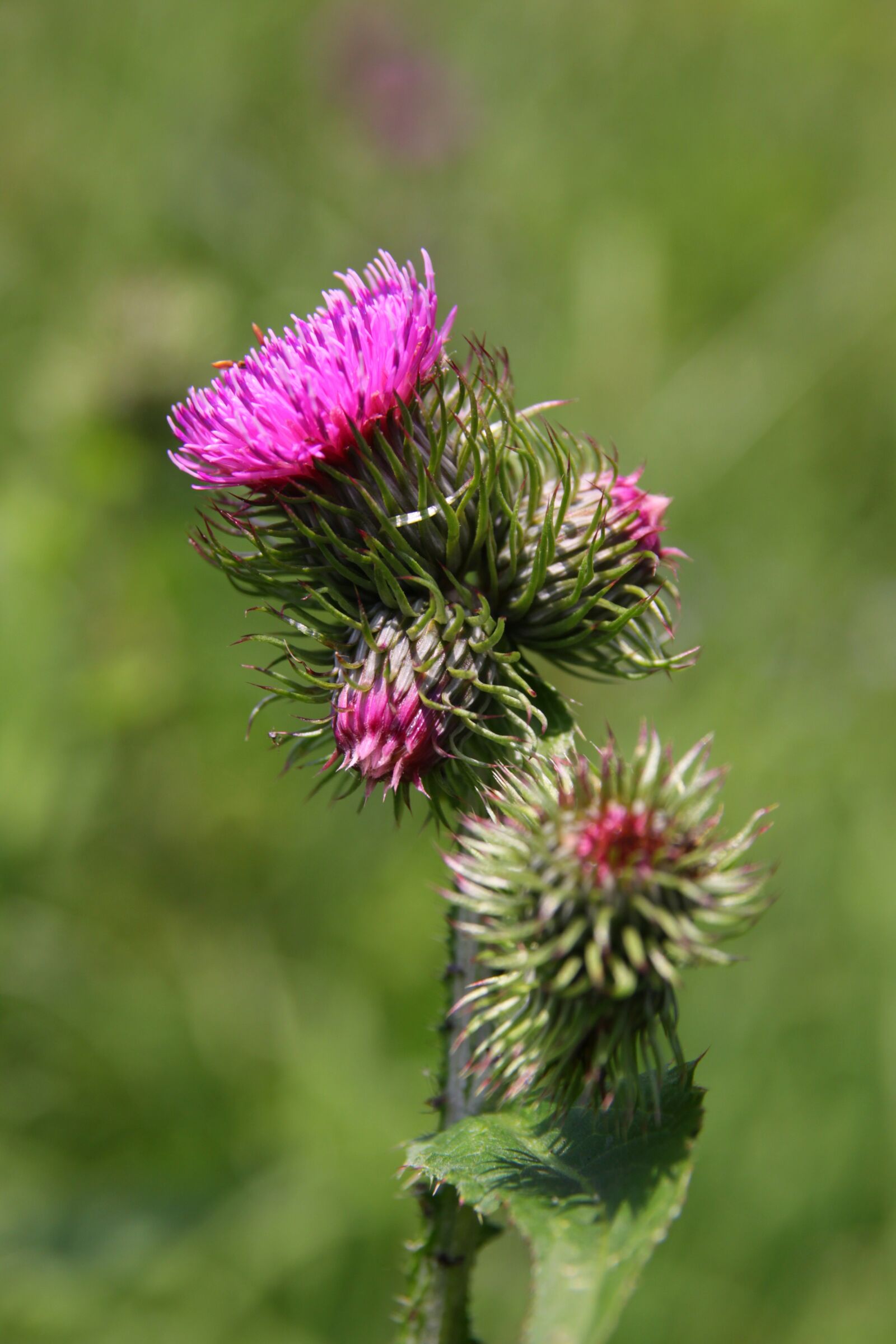 Canon EOS 50D sample photo. Flower, tatry, thistle photography