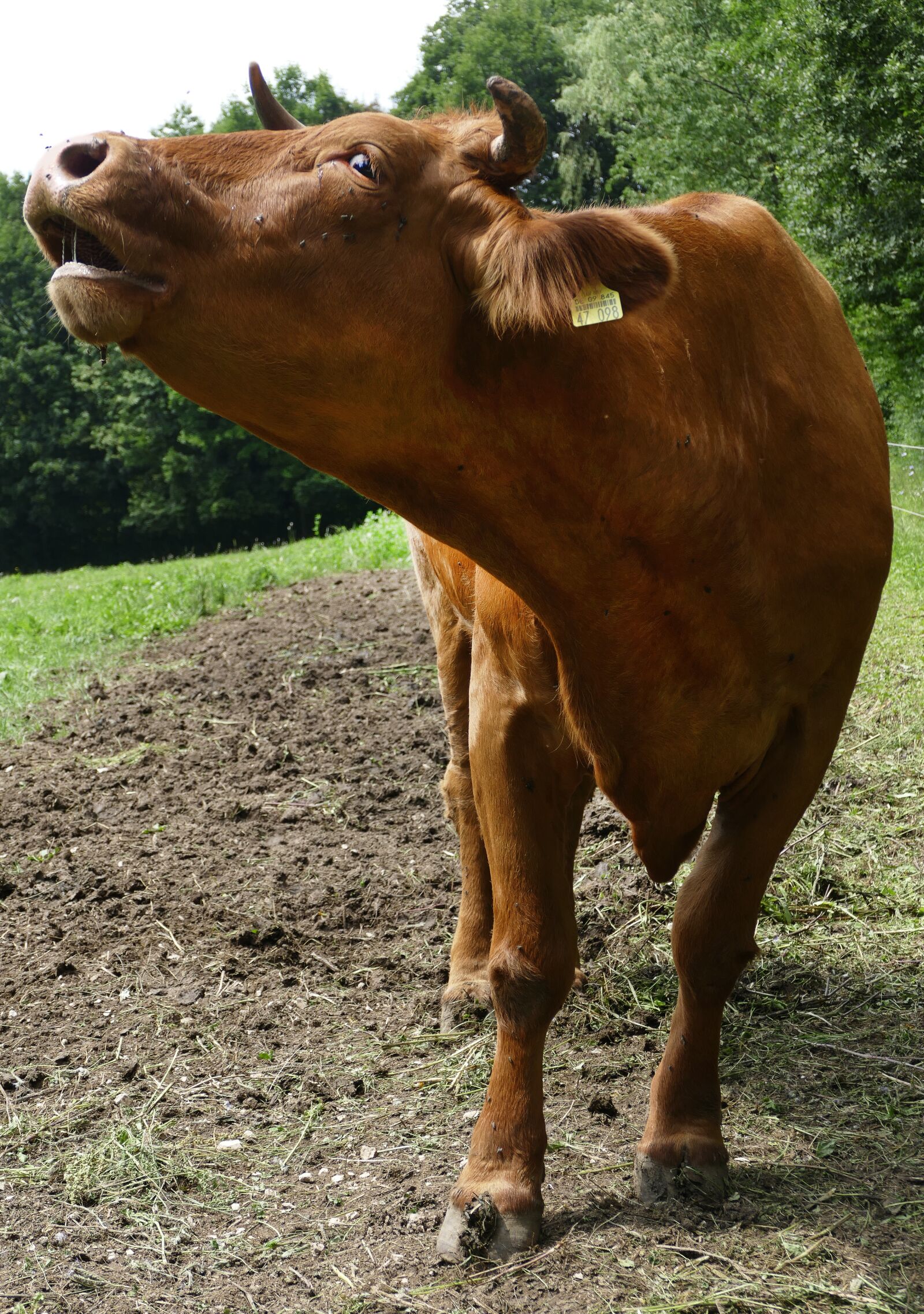Panasonic Lumix DMC-FZ1000 sample photo. Cow, beef, muhend photography