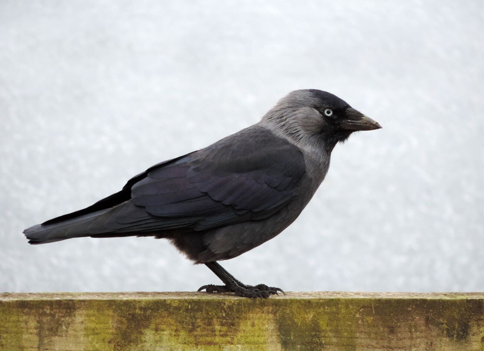 Nikon Coolpix P520 sample photo. Black, and, grey, bird photography