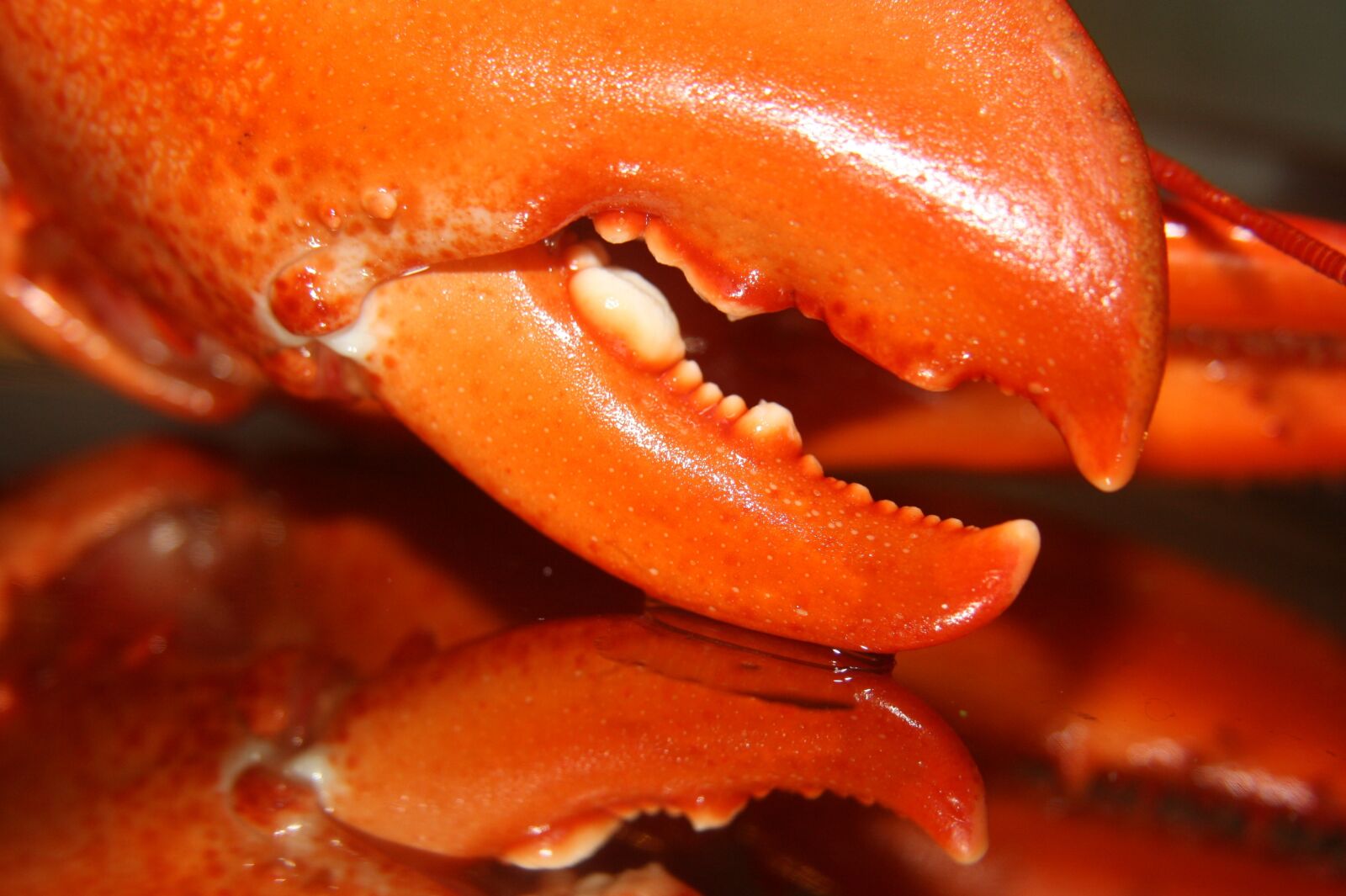 Canon EOS 1000D (EOS Digital Rebel XS / EOS Kiss F) sample photo. Seafood, shellfish, lobster photography