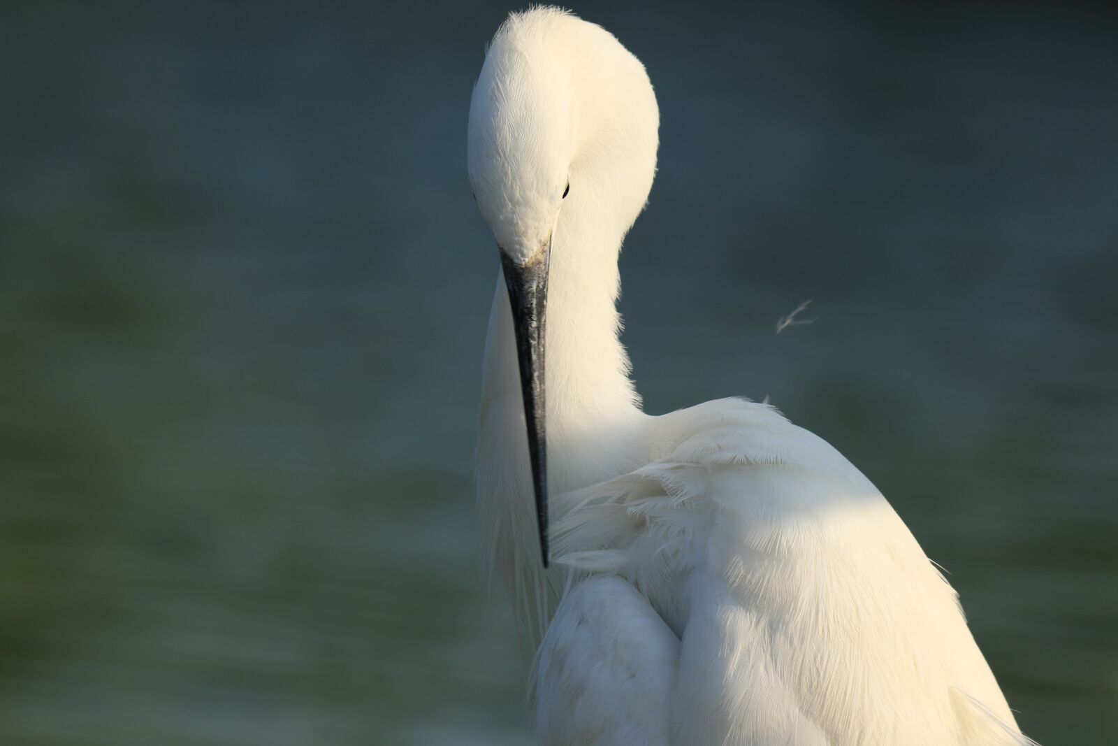 Canon EOS 7D Mark II sample photo. Bird, little egret, white photography