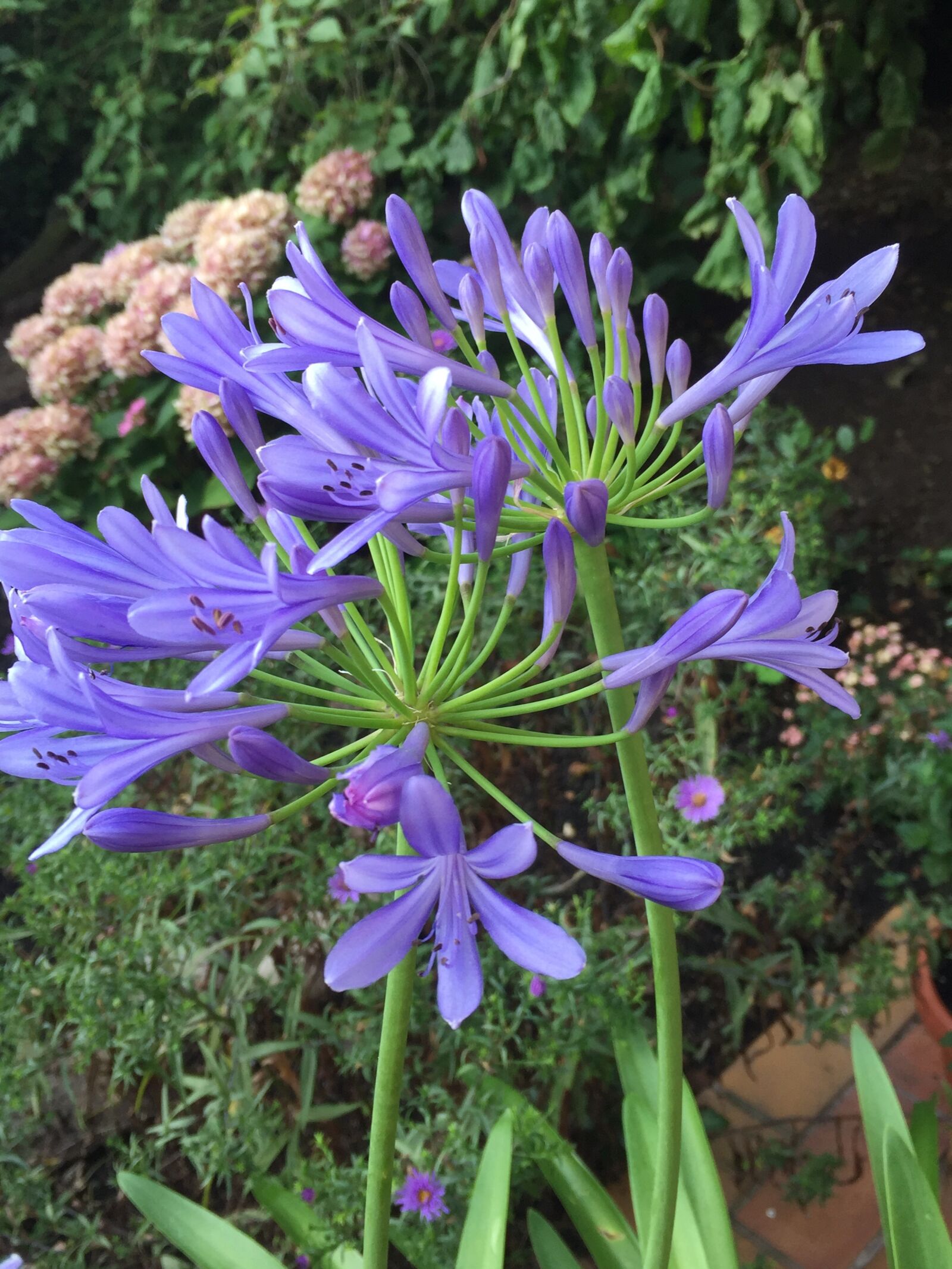 iPhone 6 Plus back camera 4.15mm f/2.2 sample photo. Lily, agapanthus, blossom photography