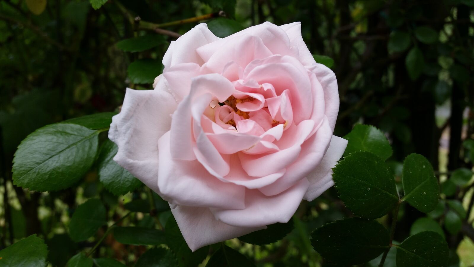 Samsung Galaxy S5 sample photo. Blossom, bloom, rose photography