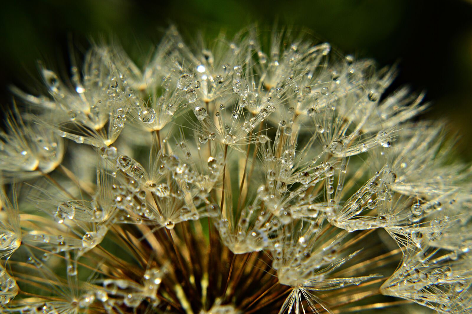 Nikon D3200 sample photo. Dandelion, dew, morning mist photography