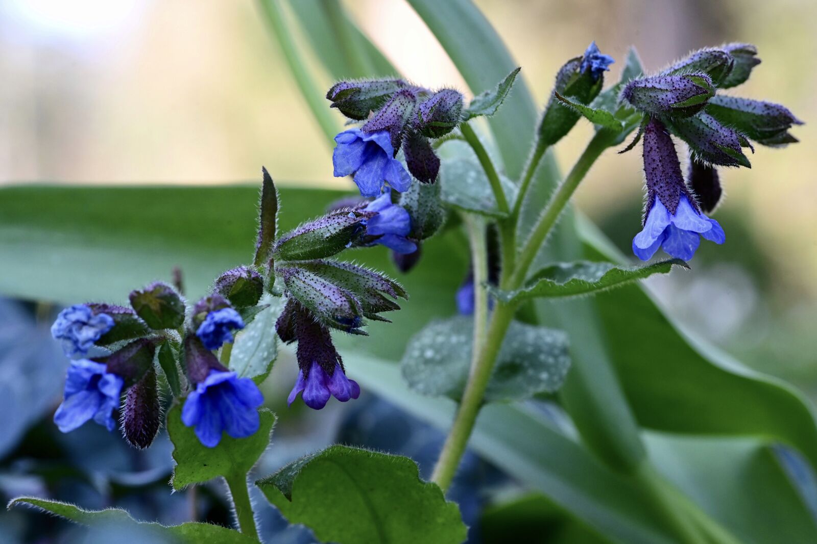 Nikon Z6 sample photo. Lungwort, pulmonaria, blue photography