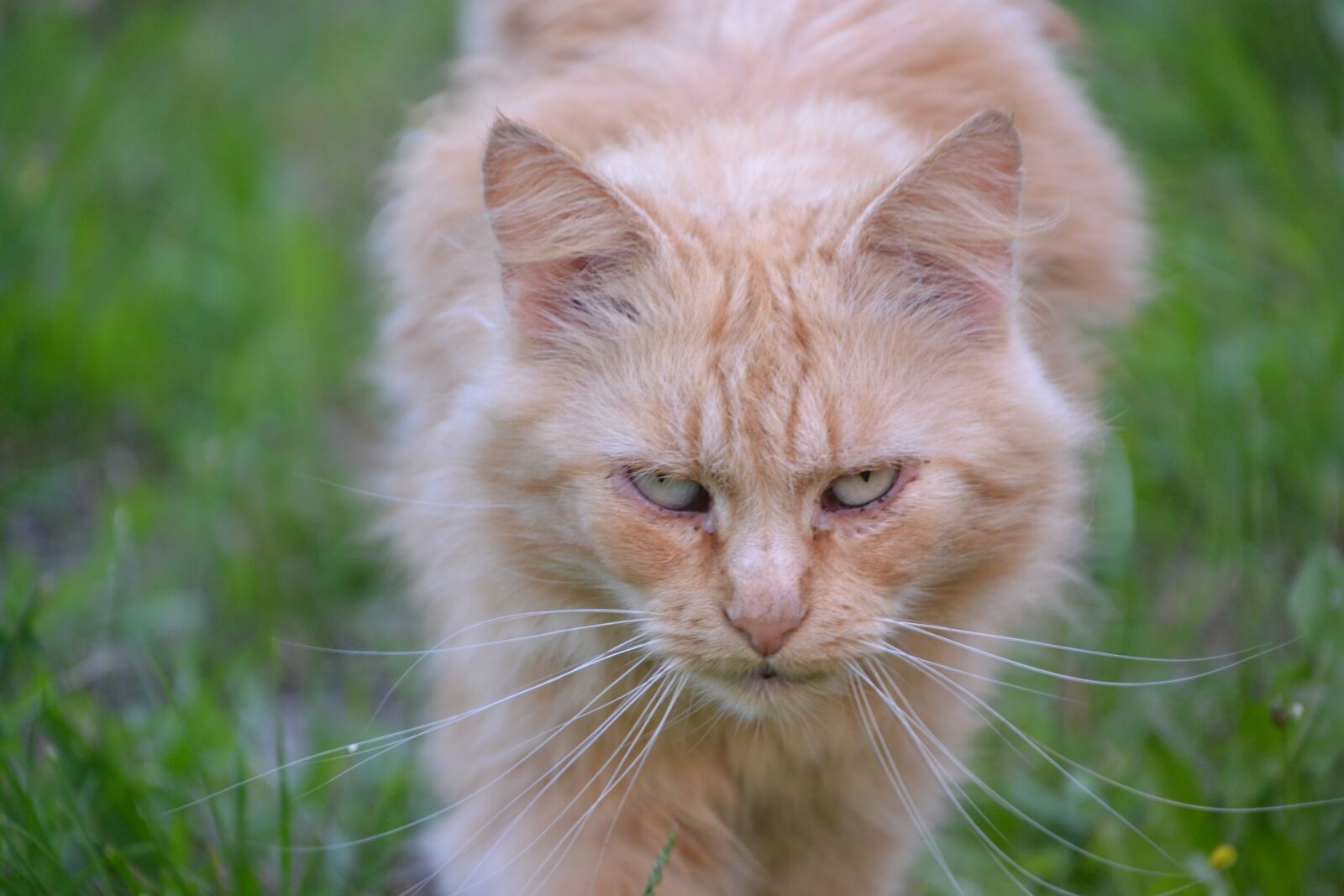 Nikon D3100 sample photo. Cat, red, mackerel photography