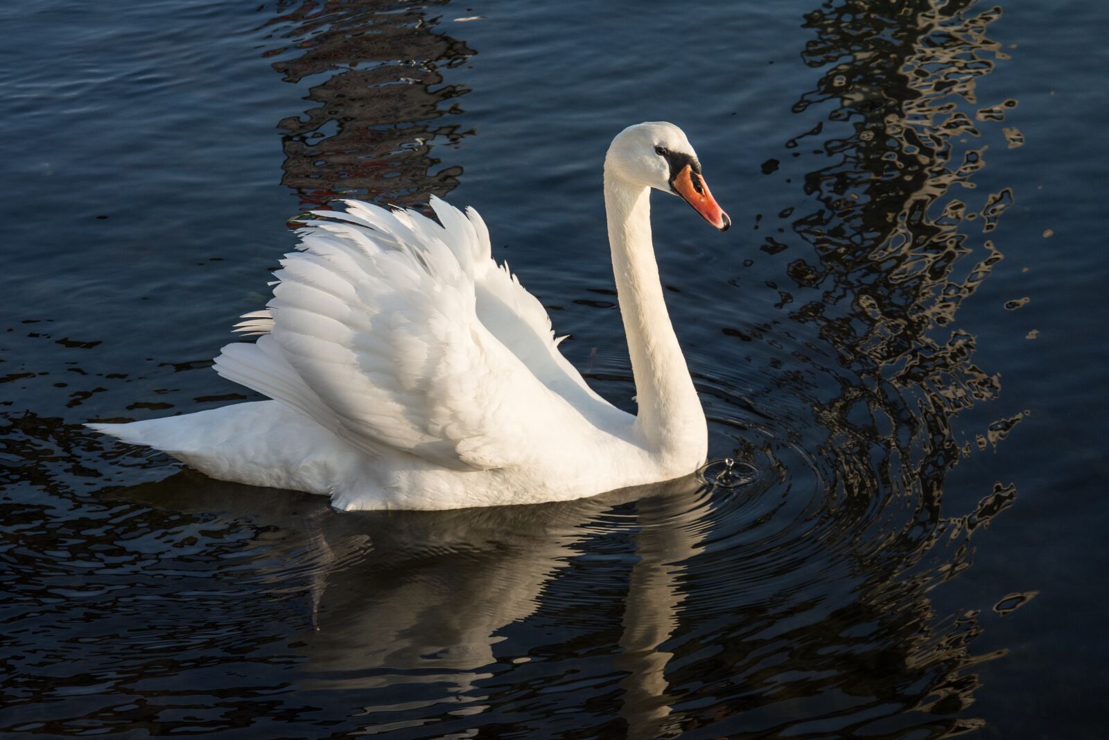 Nikon D7200 sample photo. Swan, sea, nature photography
