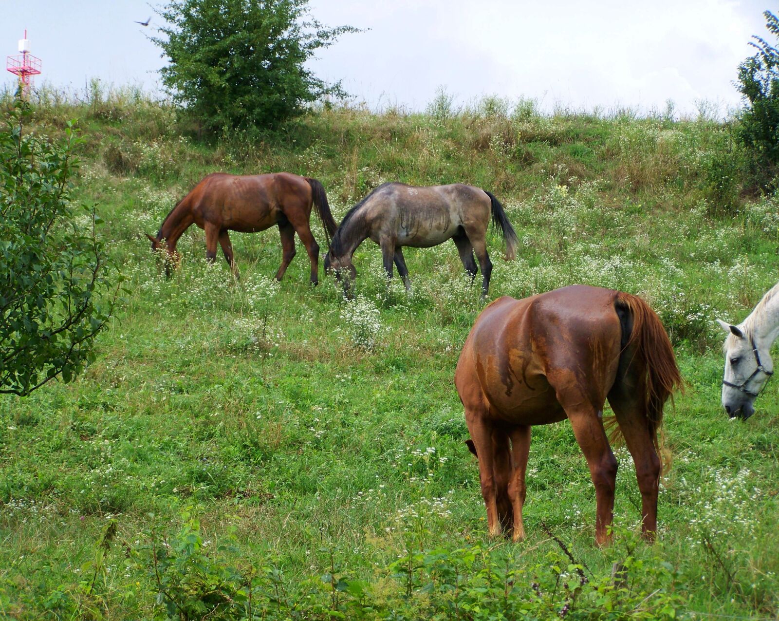 Kodak EASYSHARE ZD710 ZOOM DIGITAL CAMERA sample photo. Horses, stud, ungulates photography