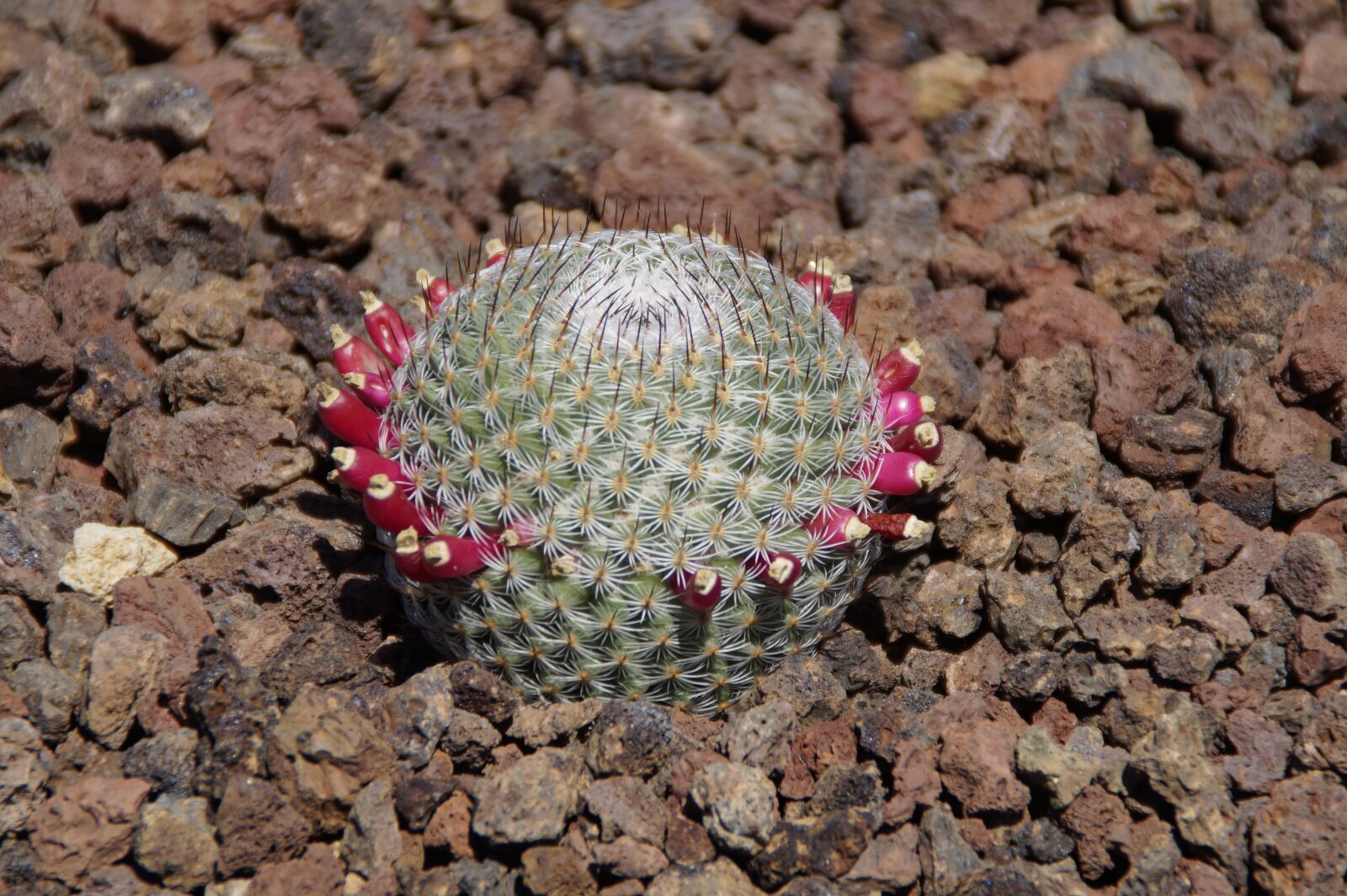 Sony SLT-A58 sample photo. Cactus, prickly, round photography