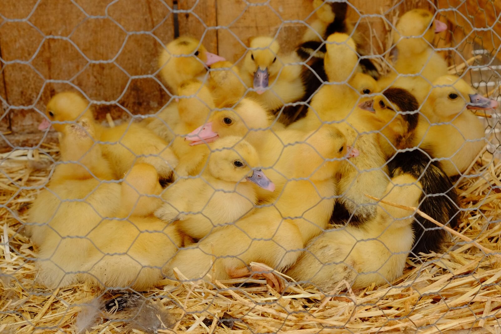 Fujifilm XF 18-55mm F2.8-4 R LM OIS sample photo. Chicks, cage, chickens photography