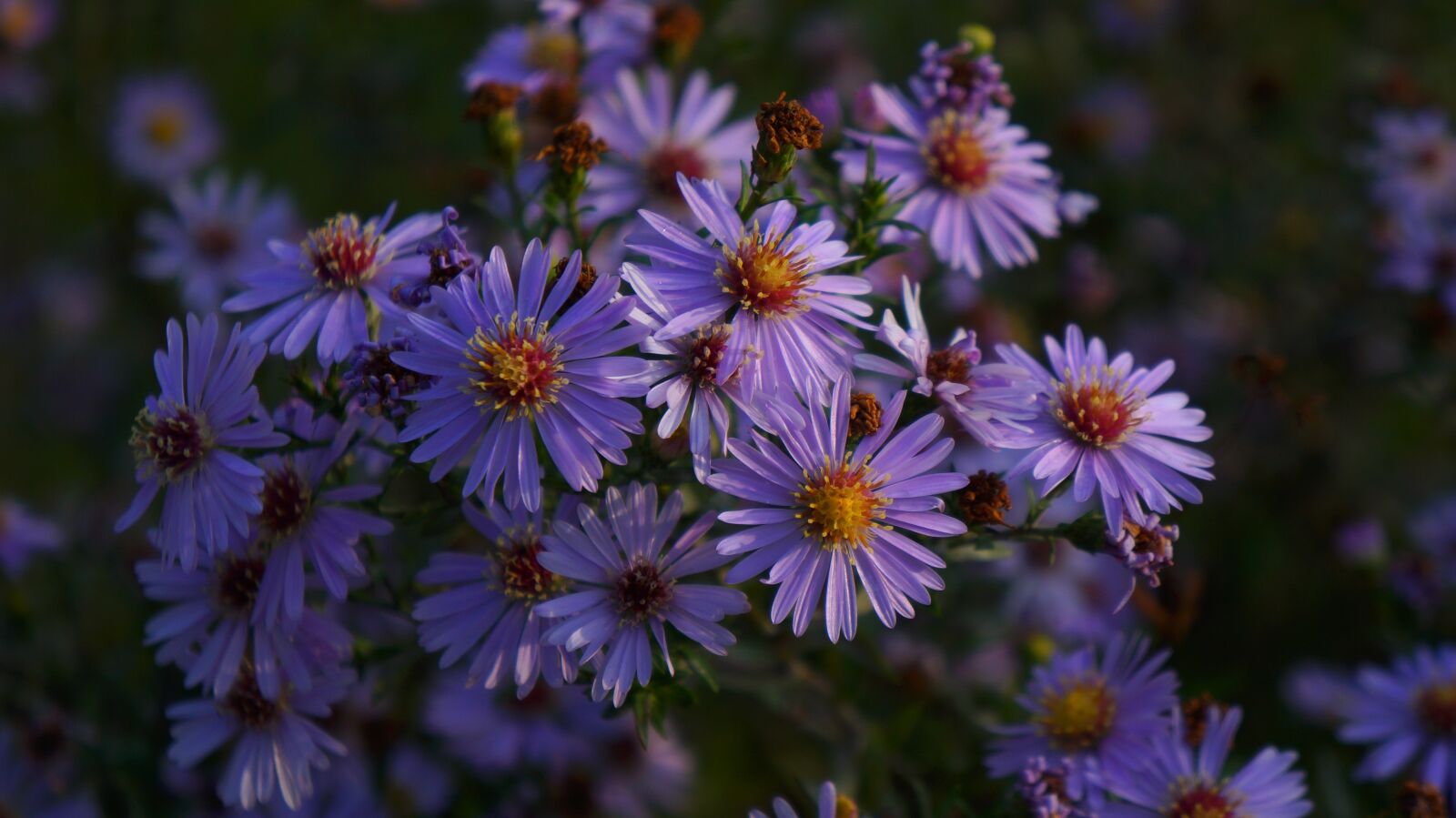 Sony Alpha a3000 + Sony E 18-55mm F3.5-5.6 OSS sample photo. Nature, plants, violet photography