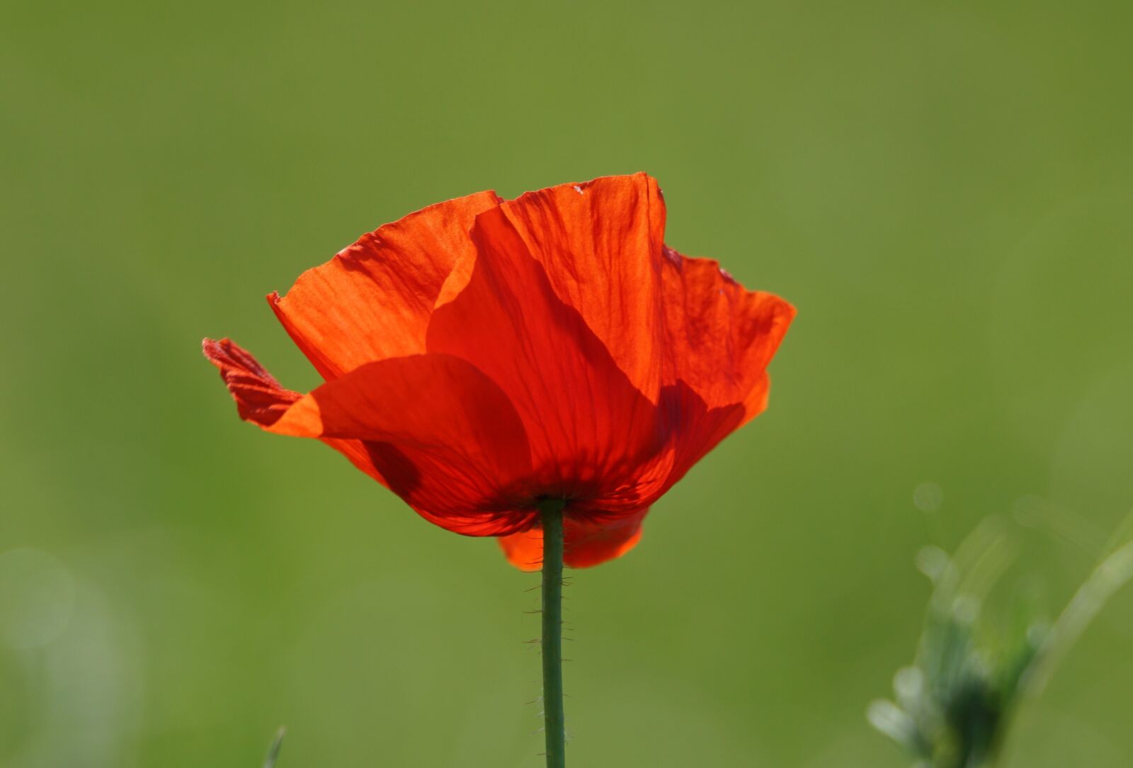 Tamron SP 150-600mm F5-6.3 Di VC USD sample photo. Poppy, flower, flanders fields photography