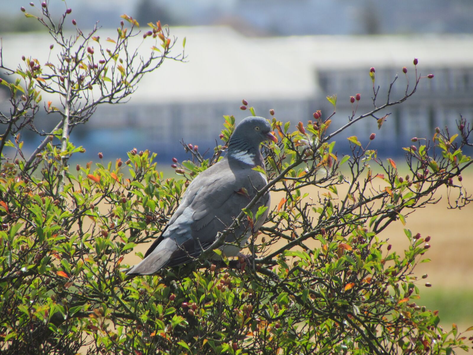 Canon PowerShot SX30 IS sample photo. Pidgeon, bird, perched photography