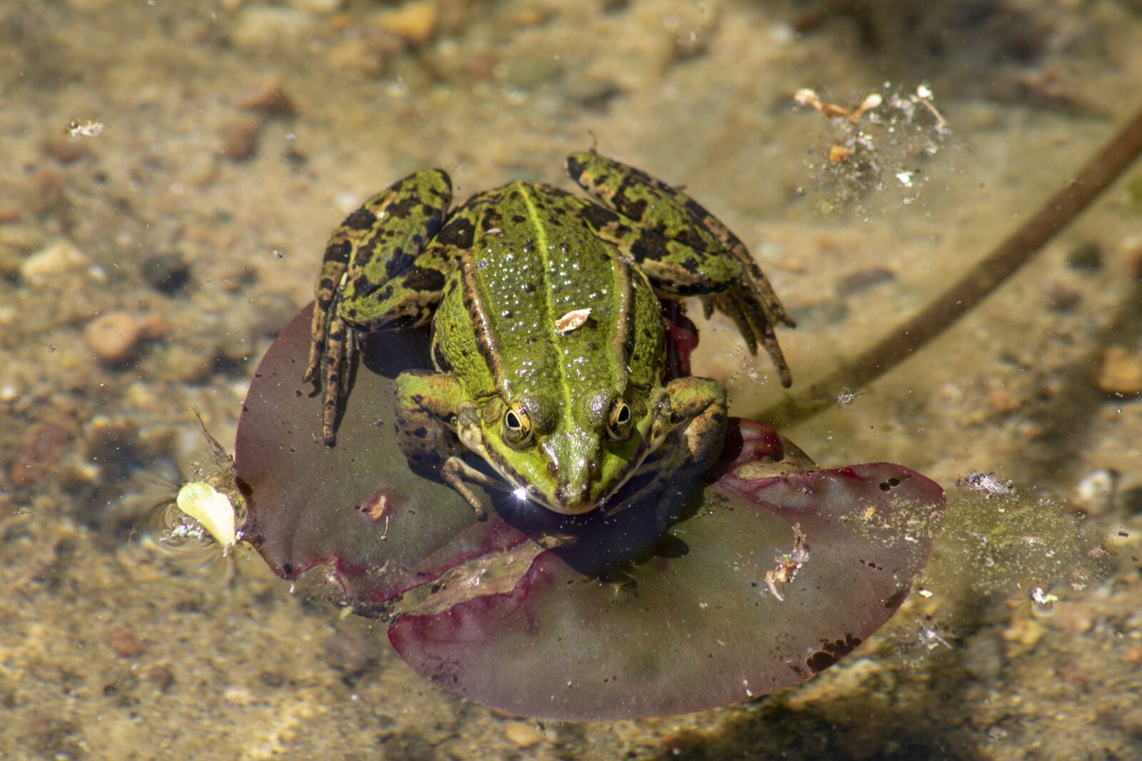 Canon EOS 750D (EOS Rebel T6i / EOS Kiss X8i) sample photo. Frog, common frog, rana photography