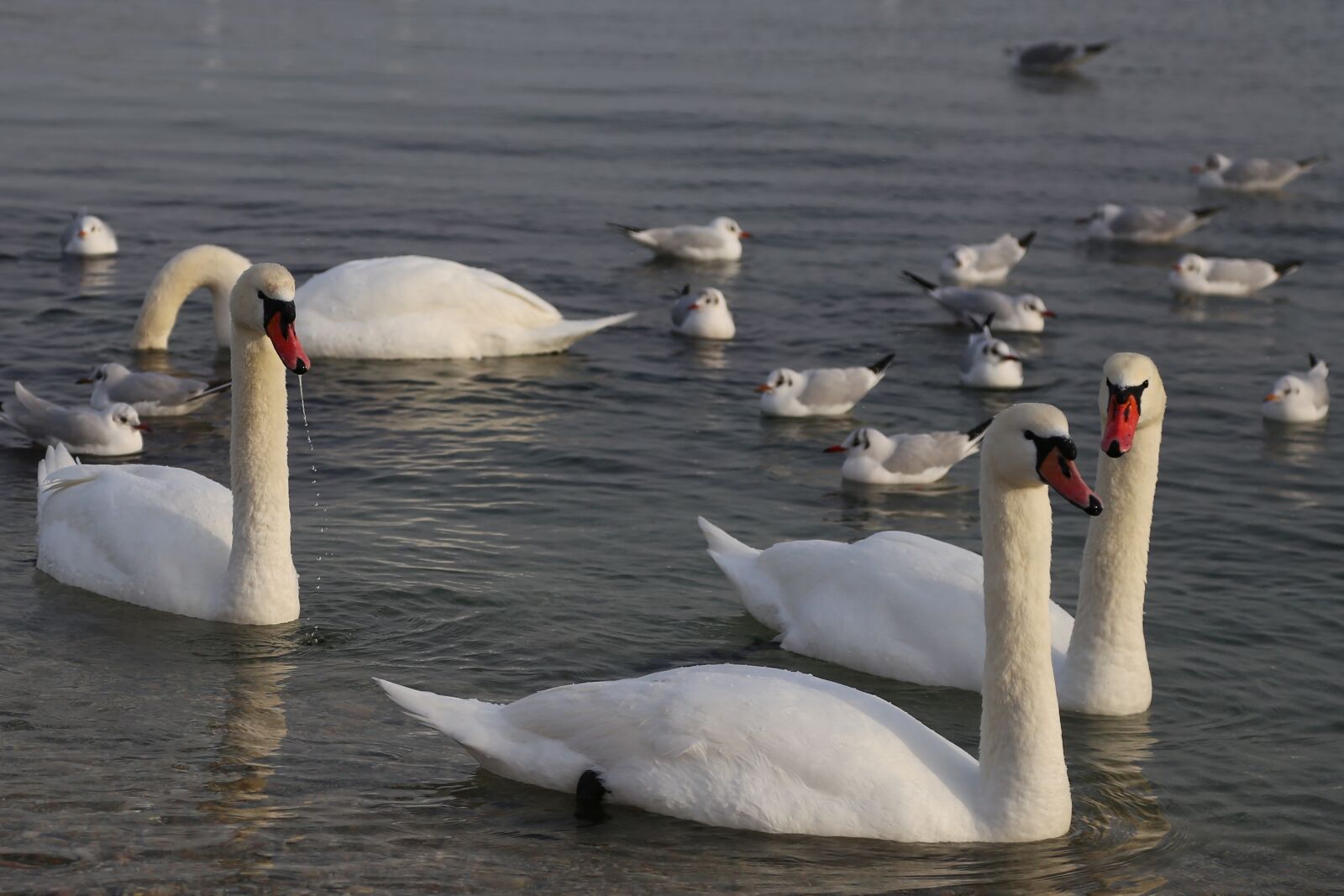 Canon EOS 6D + Canon EF 24-105mm F4L IS USM sample photo. Water, swan, bird photography