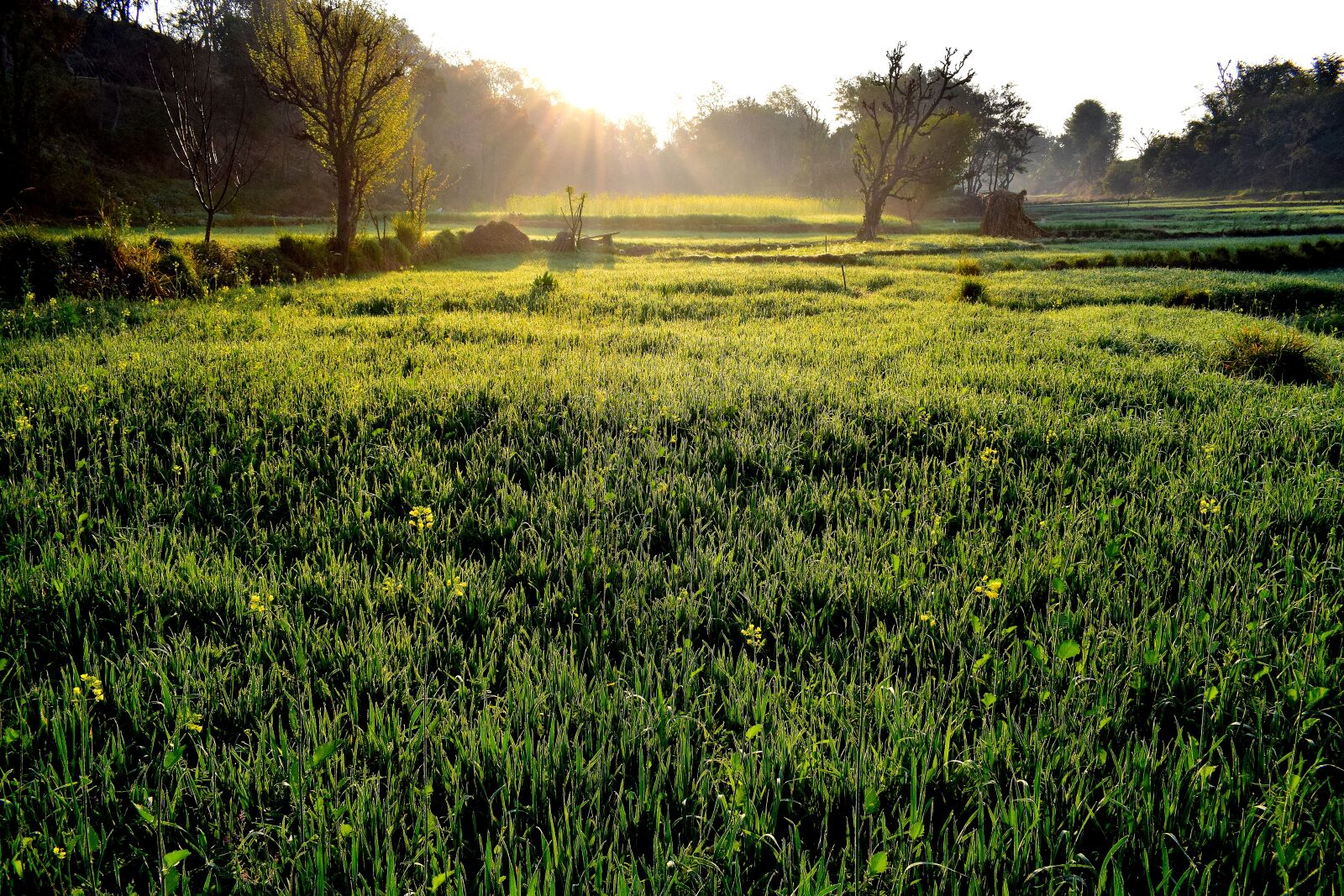 Nikon D3300 sample photo. Grass, field, nature photography