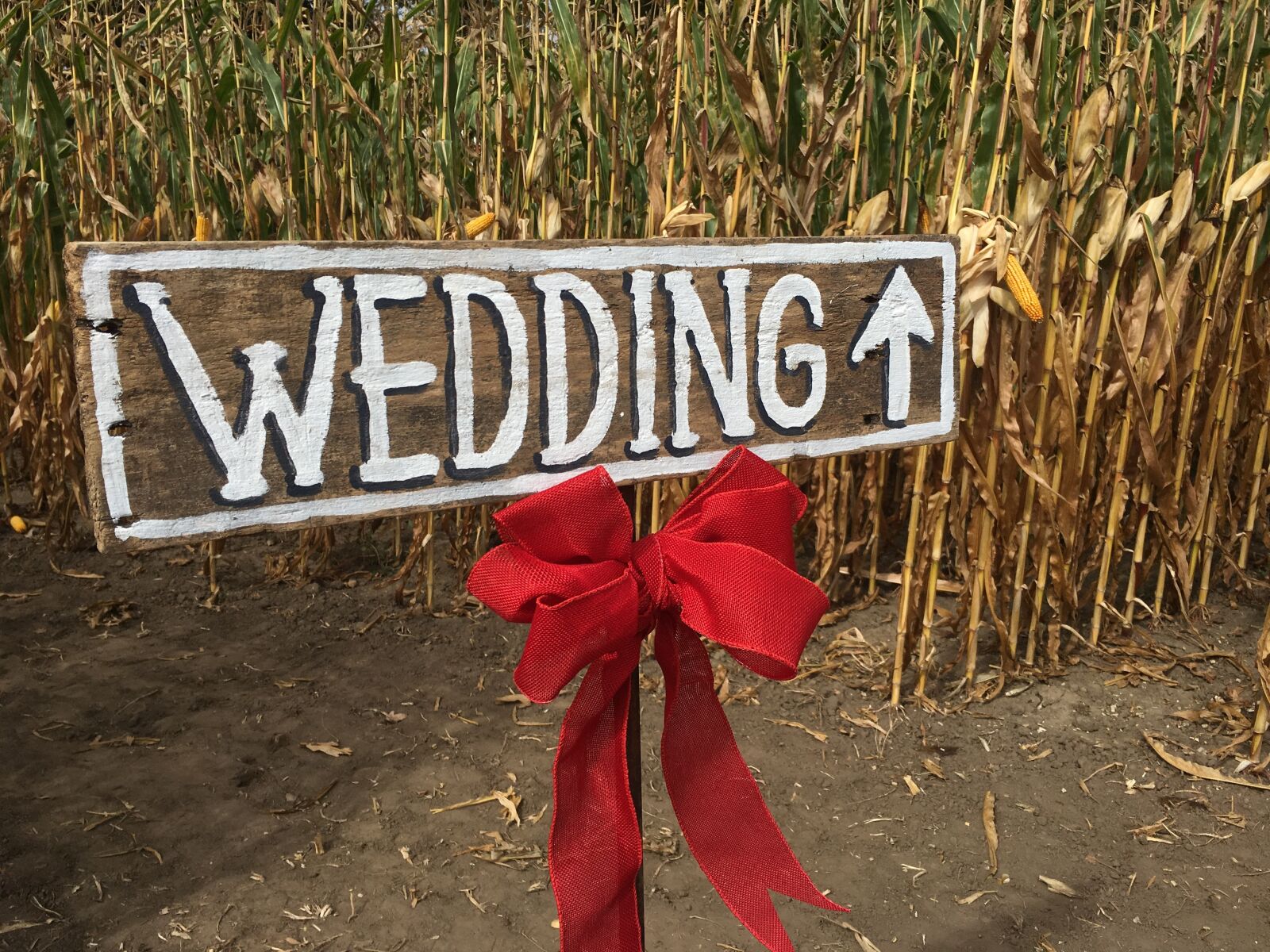Apple iPhone 6s sample photo. Wedding, corn field, rustic photography