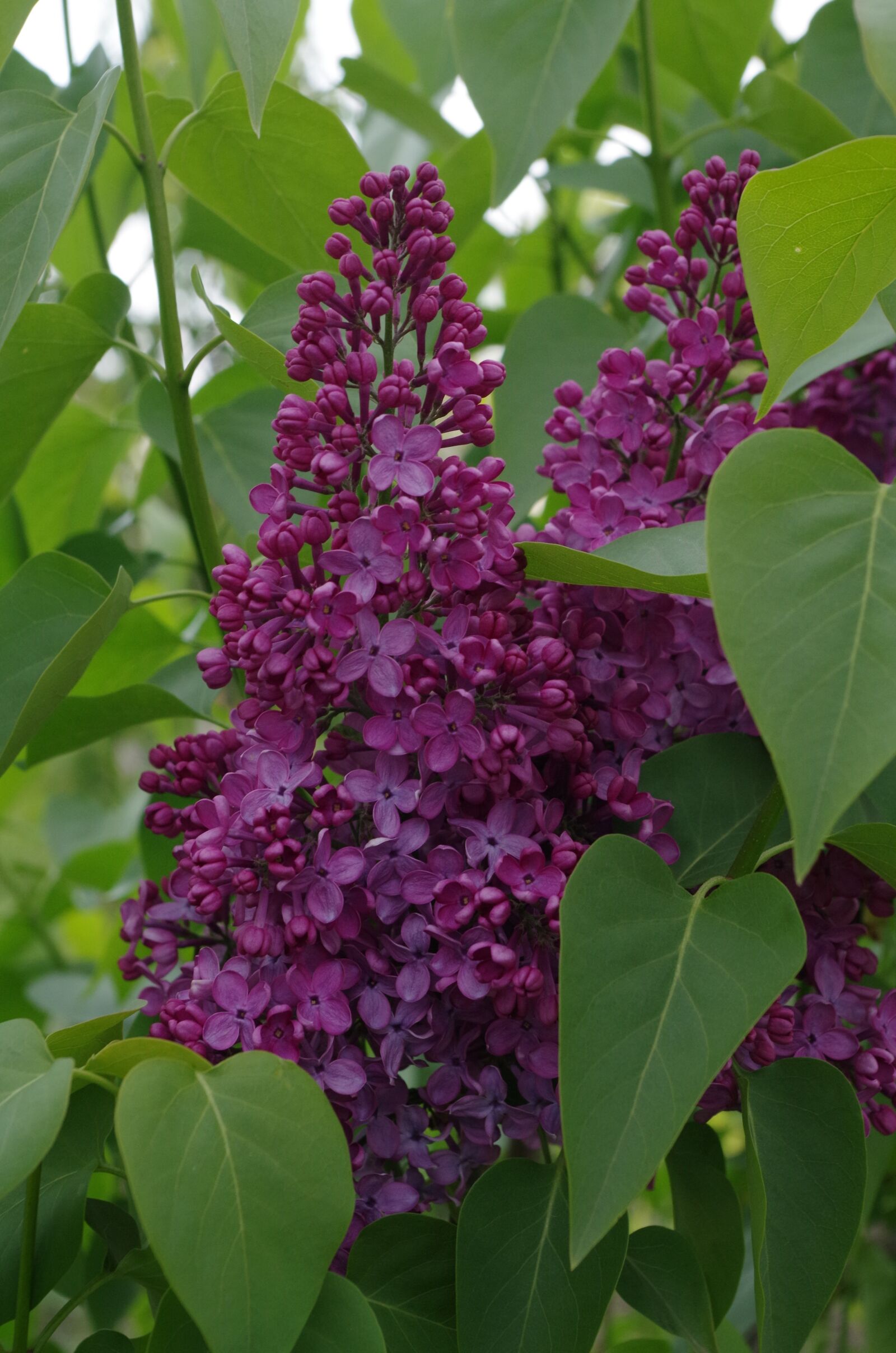 Pentax K-500 sample photo. Lilac, purple, spring photography
