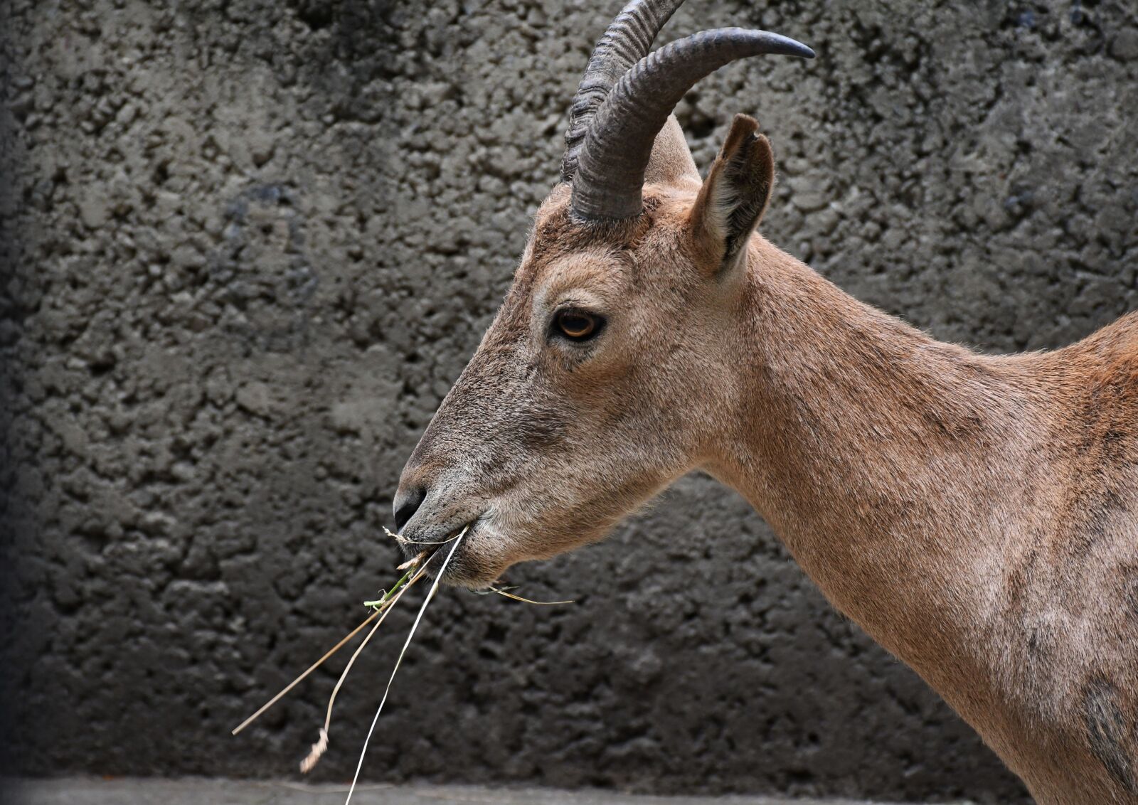Nikon D7500 sample photo. Cute, animal, corners photography