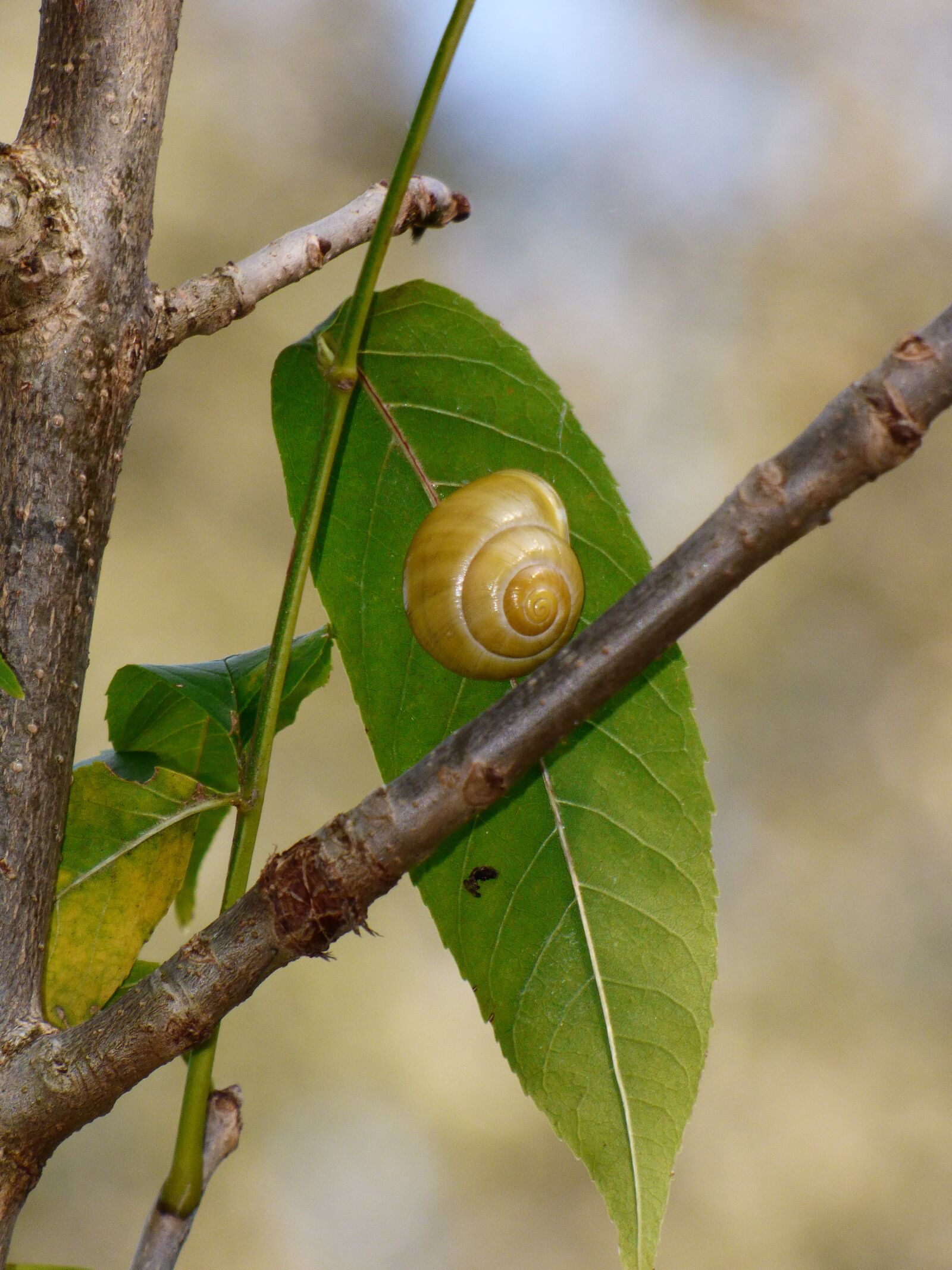 Panasonic DMC-FZ72 sample photo. Snail, letter, a branch photography