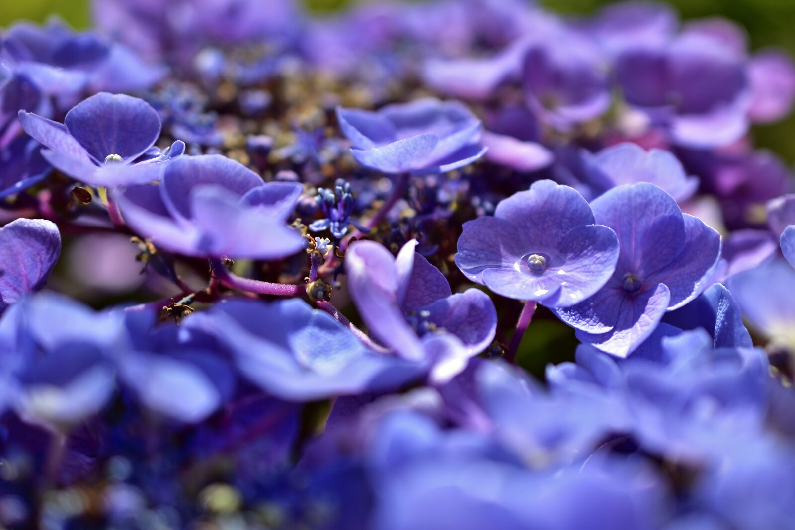 Nikon D5600 sample photo. Hydrangea, hydrangea flowers, flowers photography