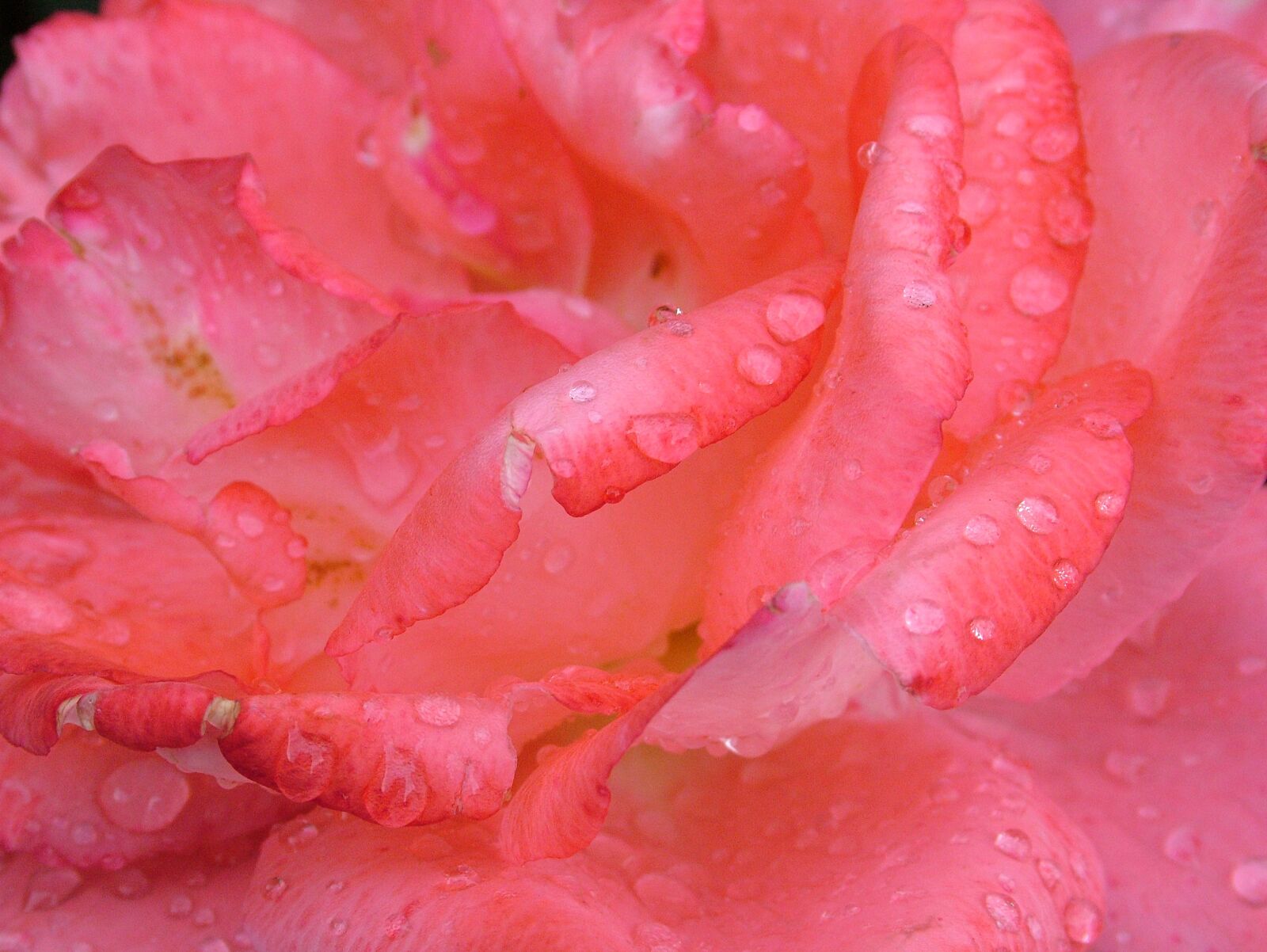 Fujifilm FinePix S7000 sample photo. Rose, flower, red photography